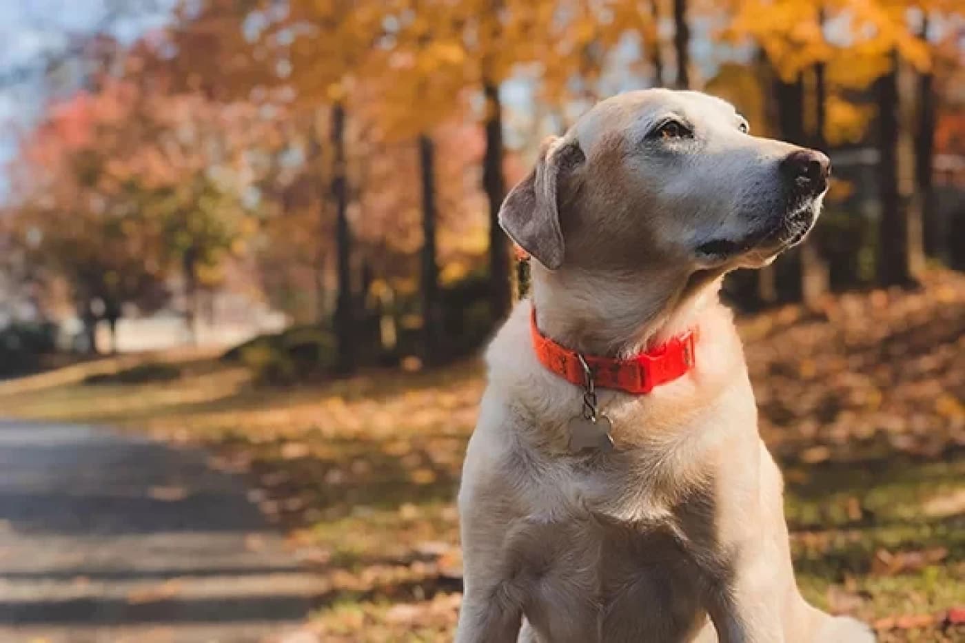 Köpekler Nasıl Yıkanır? En Keyifli Banyo Zamanı için İpuçları - Köpekler Nasıl Yıkanır? En Keyifli Banyo Zamanı için İpuçları Köpek sahipleri için, evcil dostlarını temiz ve sağlıklı tutmanın önemli bir parçası olan banyo rutini önemlidir. Ancak, köpeğinizi yıkamak, bazen zorlu bir görev gibi görünebilir. Neyse ki, doğru yaklaşım ve bazı ipuçları ile banyo zamanı hem sizin hem de köpeğinizin keyifli bir deneyimine dönüşebilir. İşte köpeklerin