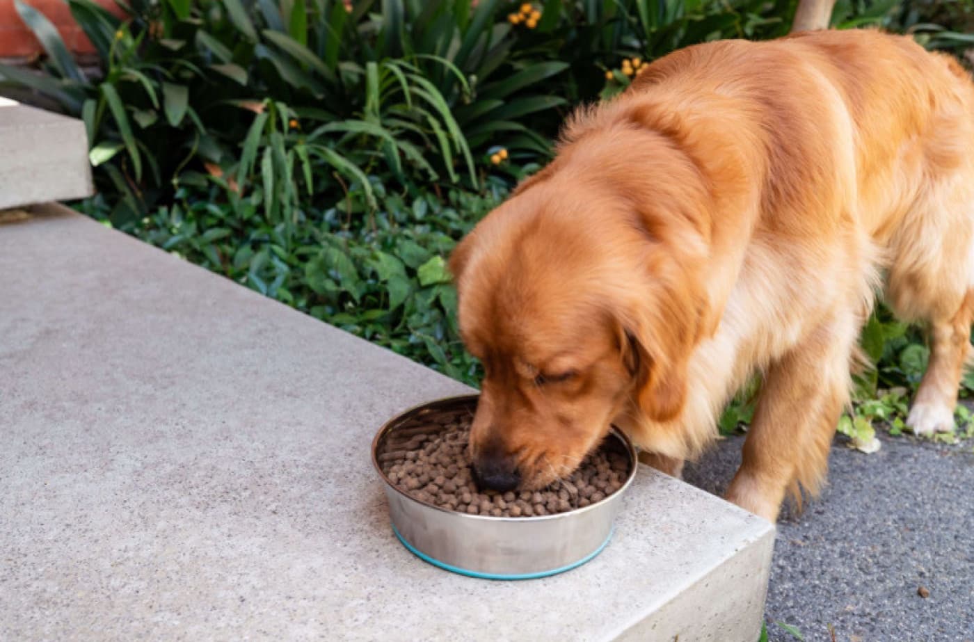 Köpekler Ne Yer? - Köpekler Ne Yemeyi Severler Köpekler, genellikle et temelli bir beslenme rejimine sahiptir. Doğal olarak etobur hayvanlardır ve beslenme ihtiyaçlarını karşılamak için protein kaynaklarına ihtiyaç duyarlar. Birçok köpek maması ve yiyecek üreticisi, köpeklerin beslenme ihtiyaçlarını karşılamak için özel olarak formüle edilmiş köpek maması sunar. Köpek maması genellikle et, tavuk, hindi veya balık gibi hayvansal protein kaynakları içerir. Bununla