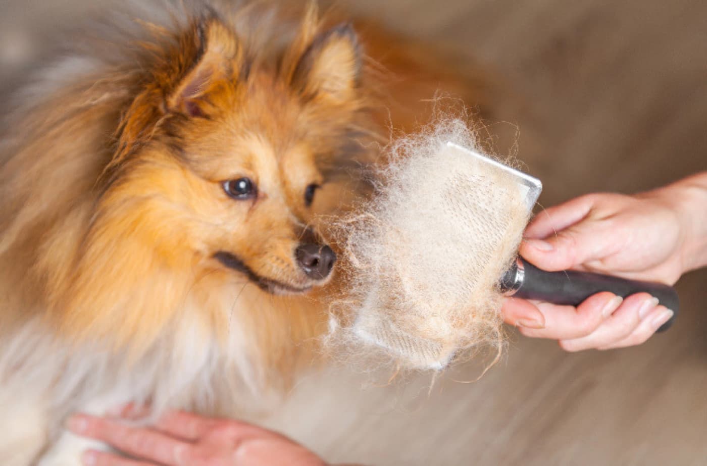 Köpekler Neden Tüy Döker? - Köpekler Neden Tüy Döker? Köpeklerin tüy dökmesi doğal bir süreçtir ve birçok farklı faktöre bağlı olarak değişebilir. Tüy dökme, köpeklerin derilerini ve tüylerini sağlıklı tutmalarına ve yeni tüylerin büyümesine yardımcı olan normal bir fizyolojik olaydır. İşte köpeklerin neden tüy döktüğüne dair bazı nedenler: Mevsimsel dökülme: Birçok köpek, mevsim değişikliklerine bağlı olarak tüy döker. Genellikle ilkbahar ve