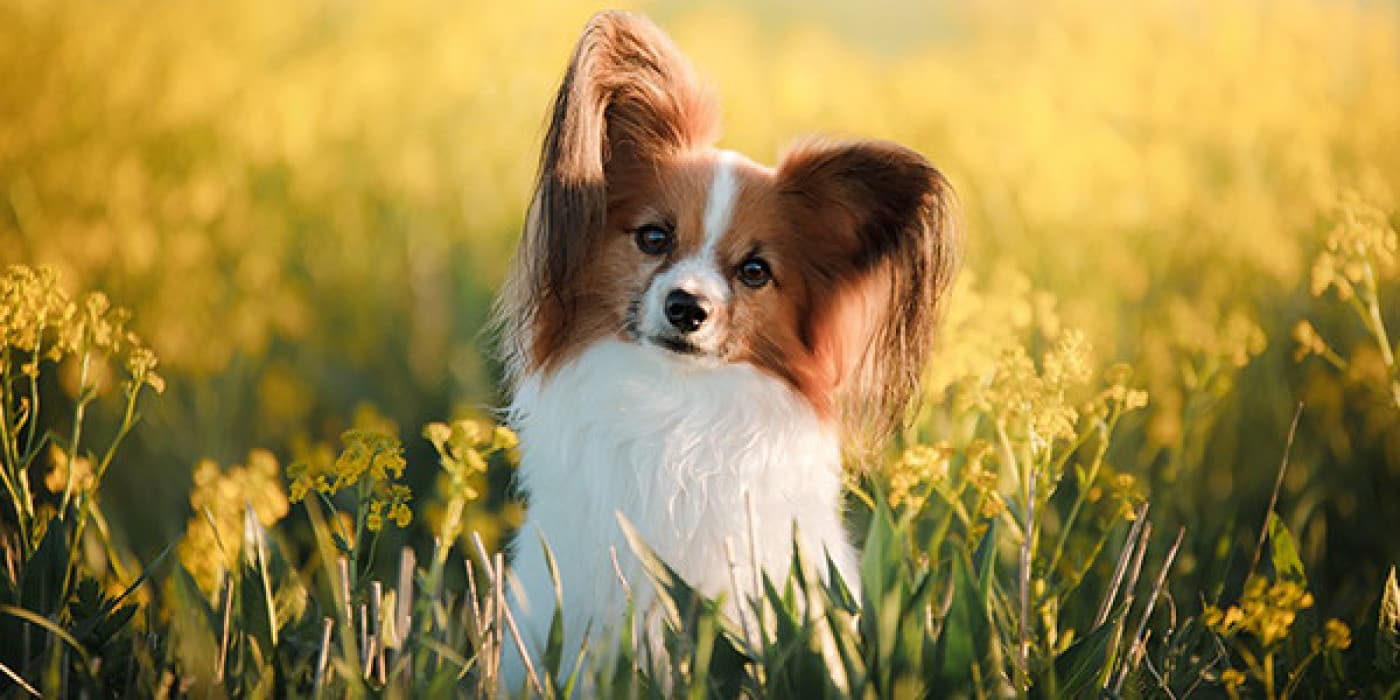 Köpekler Yumurta Yiyebilir mi? - Kahvaltı, günün en önemli öğünüdür ve yumurtalar, sabahları başlamanıza yardımcı olacak ucuz, besleyici bir temel öğedir. Ama köpeğiniz özlemle omletinize veya çırpılmış yumurtalarınıza bakmaya başladığında, dört ayaklı arkadaşınızın sizinle birlikte yemek yemesine izin vermek güvenli midir? Kısa cevap; evet. Haşlanmış veya pişirilmiş olsun, yumurtalar köpeğiniz için harika bir yiyecektir veya onun için faydalı besin takviyeleri