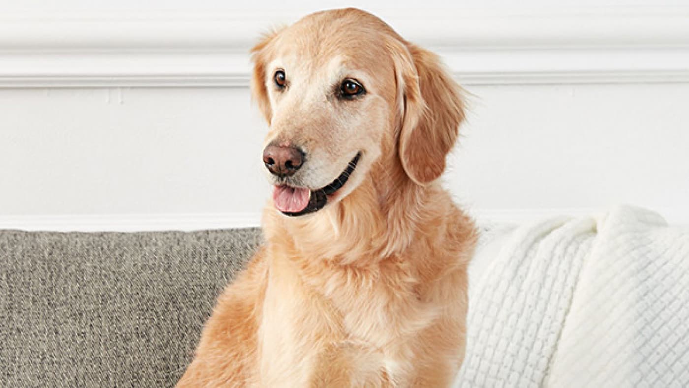 Köpeklerde Ayakkabı Takıntısının 5 Nedeni - Eşya kemirme, yavru köpek dostlarımızın hayatı tanımada ve keşfetme sürecinde yaptıkları bir davranış türüdür. Aynı zamanda diş çıkarma döneminde olan yavru köpekler eşya kemirme ihtiyacı duyarlar ve genellikle ayakkabıyı tercih ederler. birçok hayvansever, her yaştan köpek dostlarımız ayakkabı veya terlik çiğneme problemine tanık olmuştur. Ve bu duruma bir çözüm aramıştır. Aslında köpeklerin ayakkabı kemirme sorunu