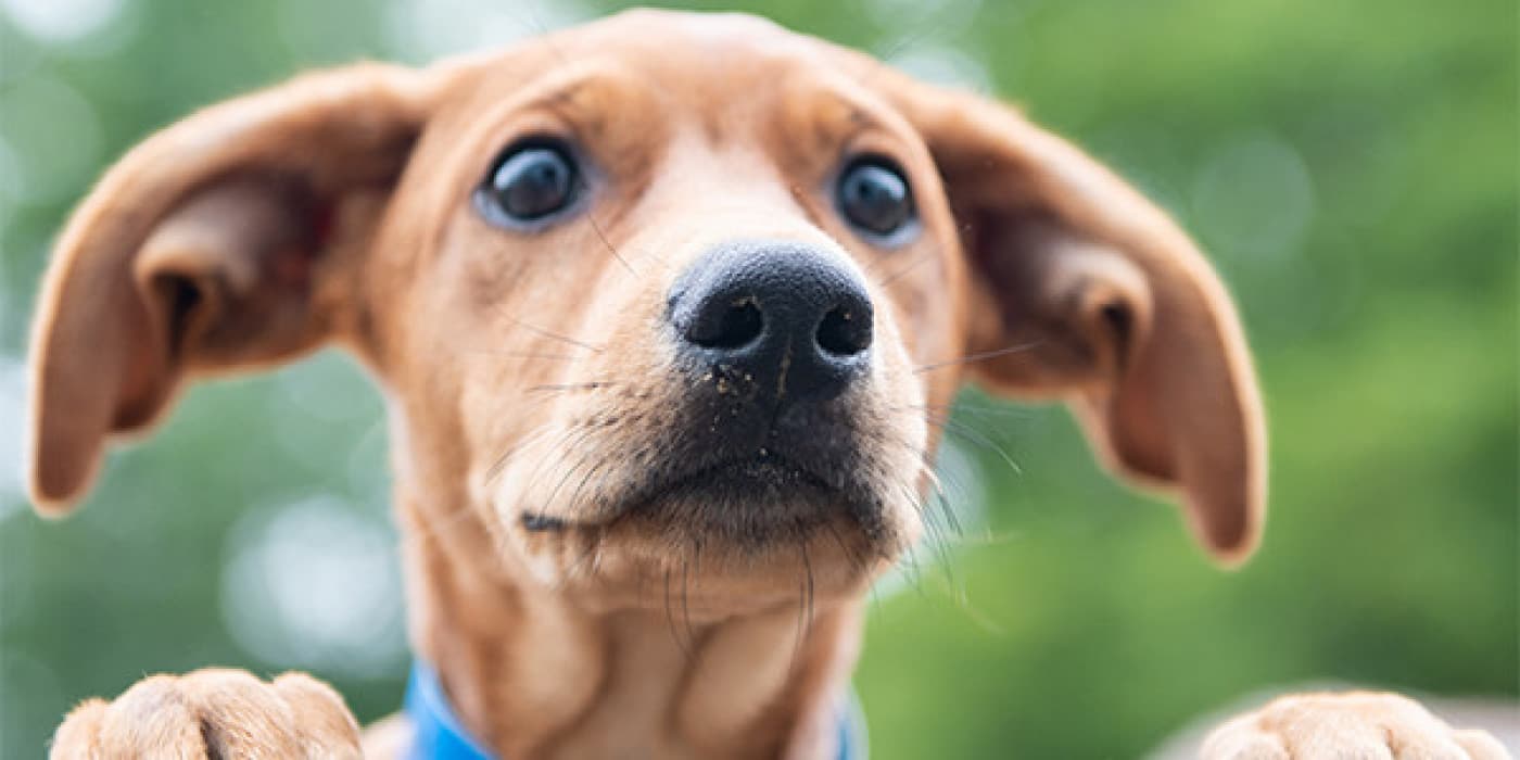 Köpeklerde Brakisefalik Hava Yolu Sendromu - Braki, Latince’de “kısaltılmış” ve sefalik “kafa” anlamına gelir. Brakisefali köpekleri, diğer köpeklerin aksine deforme olmuşa benzer bir yüze ve burna, basılmış/itilmiş bir görünüme sahip kafatası kemiklerine sahiptir. Yüz ve burun kemiklerinin daha kısa olması nedeniyle anatomi ve diğer yumuşak doku yapıları ile ilişki değişmekte; Bu değişikliklerin bazıları, etkilenen köpek için fiziksel sorunlara neden olabilir. Brakisefal cinsleri arasında Bulldoglar (Fransız ve İngiliz), Boxer