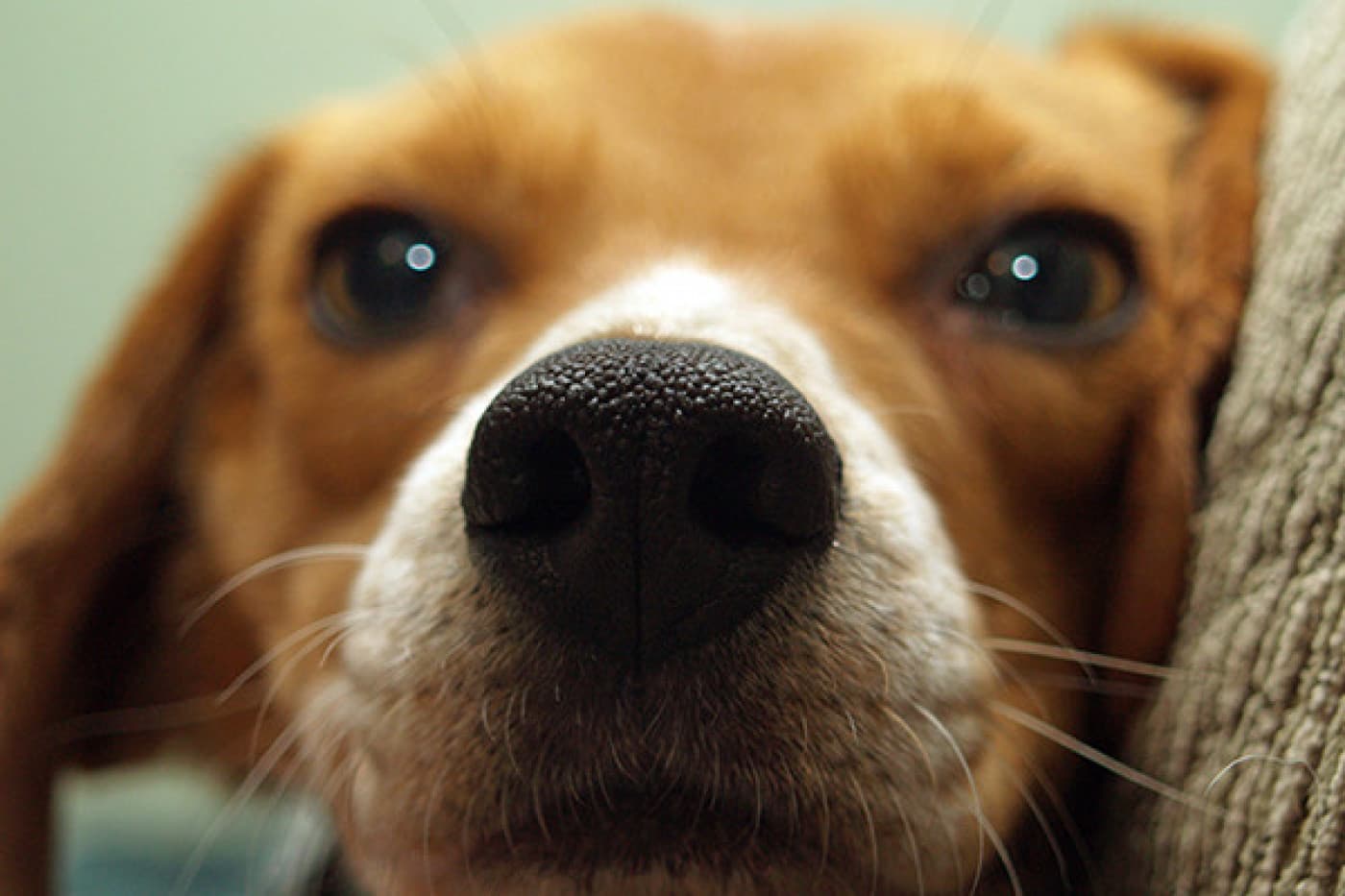 Köpeklerde Epilepsi Nedenleri ve Tedavisi - Köpeklerde Epilepsi Nedir? Epilepsi, beyni etkileyen yaygın bir nörolojik bozukluktur ve nedeni bilinmeyen tekrarlayan nöbetlerle tanımlanır. Köpeklerin yaklaşık %0,75’ini etkilediği tahmin edilmektedir. Bir nöbet, beynin korteksindeki aşırı elektriksel aktiviteden kaynaklanır. Epilepsili köpeklerde beyin yapısal olarak normal görünür, ancak anormal elektriksel uyarılara sahiptir. Epilepsi bir dışlama teşhisidir, yani ancak diğer tüm olası nedenler dışlandıktan sonra teşhis