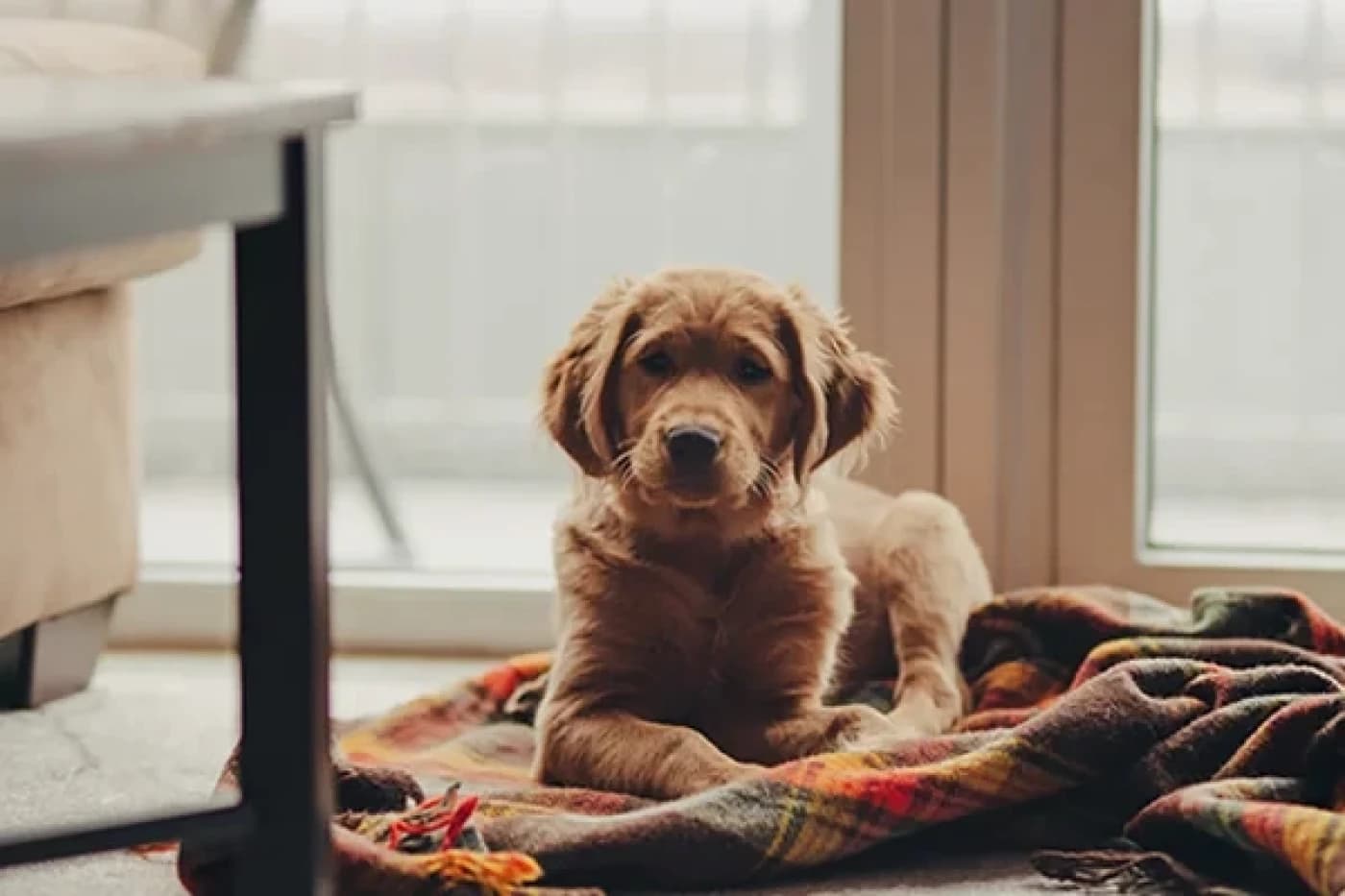 Köpeklerde Genişlemiş Kalp (Dilate Kardiyomiyopati) - Köpeklerde Dilate Kardiyomiyopati Nedir? Dilate kardiyomiyopati (DCM), büyük cins köpeklerde en sık görülen kalp hastalıklarından biridir. DCM ile, kalp kası zayıfladıkça köpeğin kalbi büyür, incelir ve gerilir. Kalbin kare şeklinde düzenlenmiş dört odası vardır. Üstteki iki odacık sol ve sağ atriyumdur, alttaki iki oda ise sol ve sağ ventriküllerdir. Kan vücuttan kalbin sağ tarafına doğru