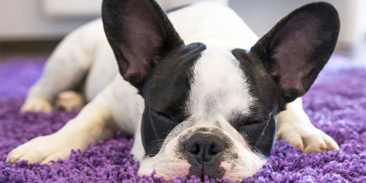 Köpeklerde Kabızlık - Kabızlık, kuru, sert dışkıların seyrek geçişini ifade eder. Dışkılama gecikirse ve iki veya üç gün kolonda dışkı kalırsa, materyalden kolon tarafından çok fazla nem uzaklaştırılır, bu da dışkılamayı zor ve ağrılı hale getirir. Kabızlık çeken bir köpek yavrusu çömelebilir ve uzun süre verimsiz bir şekilde zorlanabilir. Devam eden kabızlık, iştah kaybına ve yavru köpeğin kilo