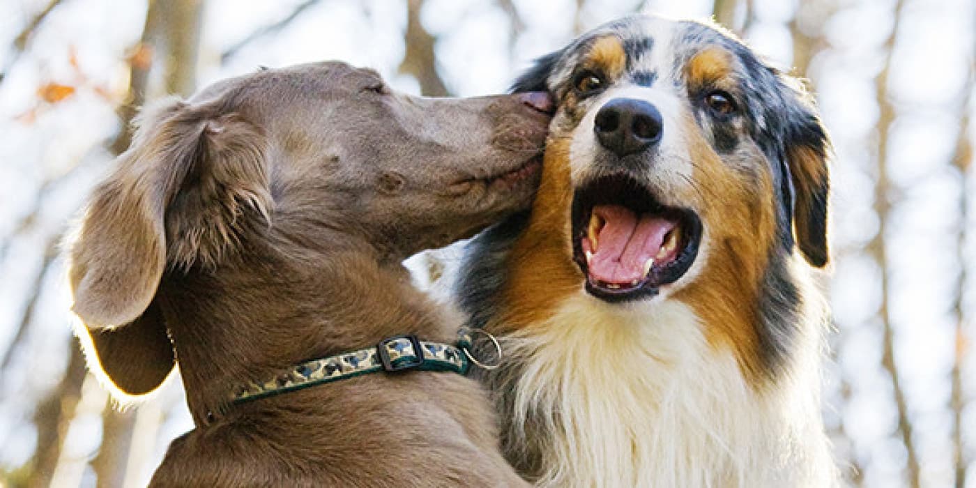 Köpeklerde Kulak Akıntısı - Köpeklerde kulak akıntısı nedeni kulak enfeksiyonu gibi sorunlardan kaynaklanmaktadır. Köpeklerin kulağında kanama, yara, akıntı gördüğünüzde geç kalmadan veterineriniz ile görüşmelisiniz. Kulaklar, köpeklerin en hassas organlarındandır ve dış etkenlere karşı korumasızdır. Oysa tüm memelilerde olduğu gibi kulaklar köpeklerde de yalnızca işitme değil aynı zamanda denge organıdır. Kulak Uyuzu (Otodectes Cynotis) Köpeklerde kulak akıntısı nedenleri arasında en