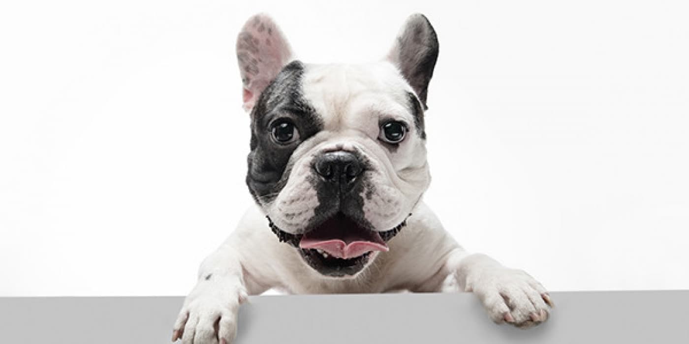 Köpeklerde Kulak Bakımı - Köpek Kulak Bakımı Neden Önemlidir? Köpeklerin kulakları hassastır ve kulak içinde zamanla kulak kiri ve yağlar biriktiğinden, enfeksiyonlara giderek daha yatkın hale gelebilirler. Aşırı nem veya alerji gibi dış faktörler enfeksiyon riskini daha da artırabilir. Köpeğinizin kulak enfeksiyonu geliştirmiş olabileceğine dair işaretler şunları içerir: – Kulak çevresinde veya içinde kötü koku – Kulaktan boşalma –