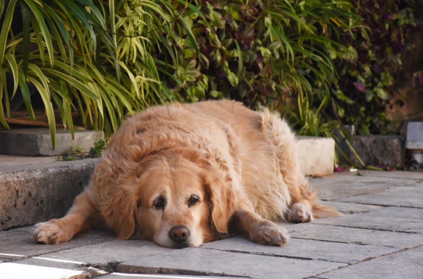 Köpeklerde Obezite - Obezite, vücuttaki yağlanma oranının aşırı düzeye gelmesi ile birlikte oluşan bir beslenme rahatsızlığı olarak tanımlanmaktadır. Köpeklerde Obezite Obezite, vücuttaki yağlanma oranının aşırı düzeye gelmesi ile birlikte oluşan bir beslenme rahatsızlığı olarak tanımlanmaktadır. Egzersiz imkanı olmayan, aşırı beslenen, kilo almaya müsait yapısı olan köpeklerde obezite her zaman bir risktir. Köpeklerde obezite, yaşam süresinin azalması gibi ciddi