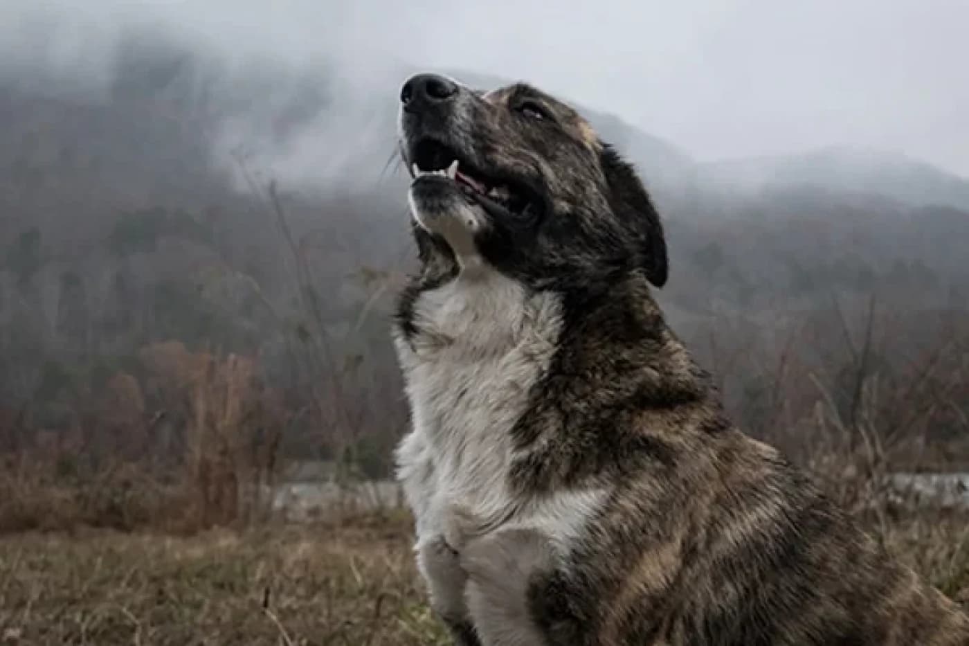 Köpeklerde Pulmoner Kontüzyon Nedir? - Köpeklerde Pulmoner Kontüzyon Nedir? Köpeklerde pulmoner kontüzyon, köpeğin göğsüne (göğüs boşluğu) donuk, sert bir yüzey veya nesneyle – örneğin köpeğe araba çarptığında olduğu gibi – çarpma nedeniyle künt bir travmadan kaynaklanan akciğerlerde bir yaralanma veya morarmadır. . Bu yaralanma, akciğerlerin içindeki ve çevresindeki kan damarlarına verilen hasardan kaynaklanan bir kanamaya veya kontrolsüz kanamaya neden olur.