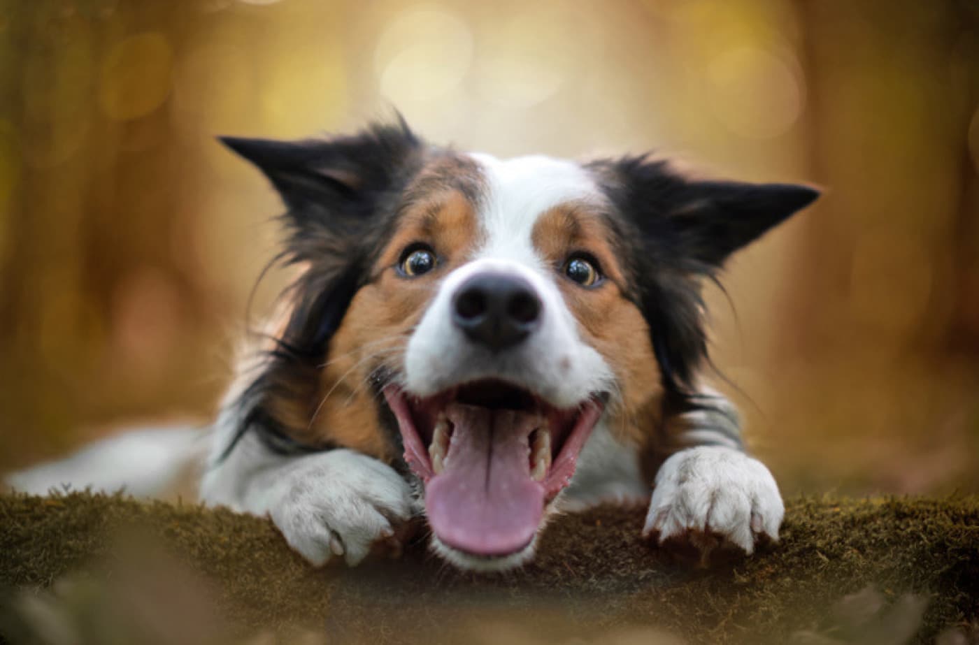 Köpeklerin Gizli Dilini Çözmek – Tüylü Bebeğiniz Ne Diyor? - Köpeklerin Gizli Dilini Çözmek – Tüylü Bebeğiniz Ne Diyor? Çoğunlukla köpekler, bizim de anlayabileceğimiz bir şekilde iletişim kurarlar. Elbette, hızlı bir Google aramasını gerektirecek tuhaf şeyler de yaparlar. Köpeğinizi bir kez tanıdığınızda, onun hareketlerini değerlendirdiğinizde istekleri ve ihtiyaçları size içgüdüsel olarak gelecektir. Bu yüzden, en yaygın köpek davranışlarını ve ne anlama gelebileceklerini analiz ettik. Köpek Dilini