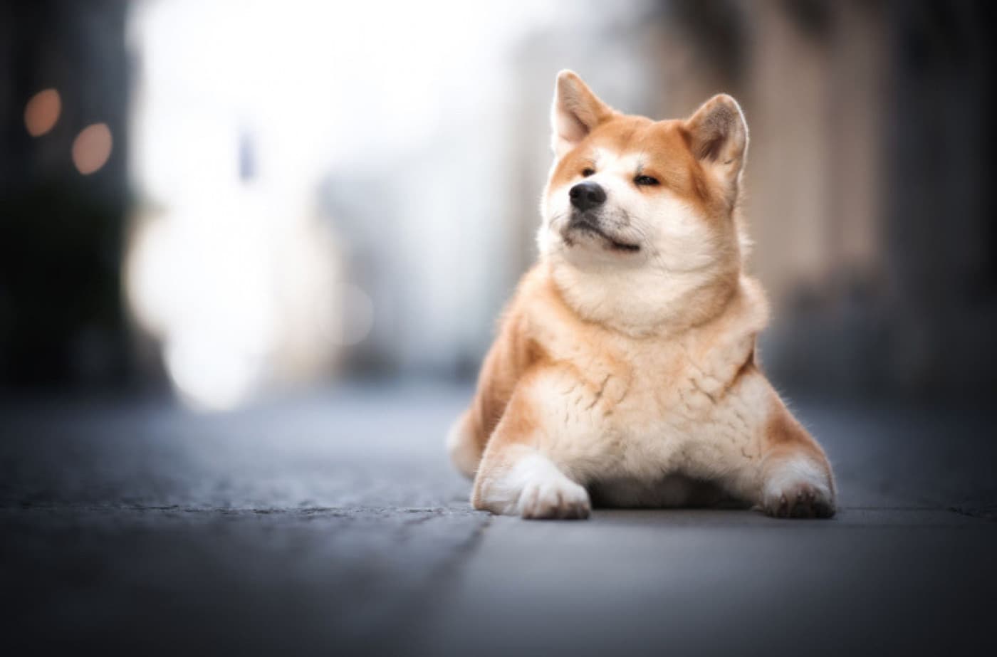 Köpeklerin Kullandığı 5 Ana İletişim Yöntemi Nedir? - Köpeklerin Kullandığı 5 Ana İletişim Yöntemi Nedir? Korkulu İletişim Bir köpek korktuğunda korkusunu köpek dili ve sesleri aracılığıyla iletebilir. Korkan köpeklerin kuyrukları aşağıya inebilir, kulakları geriye gidebilir ve çömelebilir ya da sinebilirler. Ayrıca sızlanabilir, inleyebilir veya havlayabilirler. Korkulu köpekler göz temasından kaçınabilir ve korkularının kaynağından kaçmaya veya saklanmaya çalışabilir. Korkulu köpekler ayrıca oldukları yerde donup