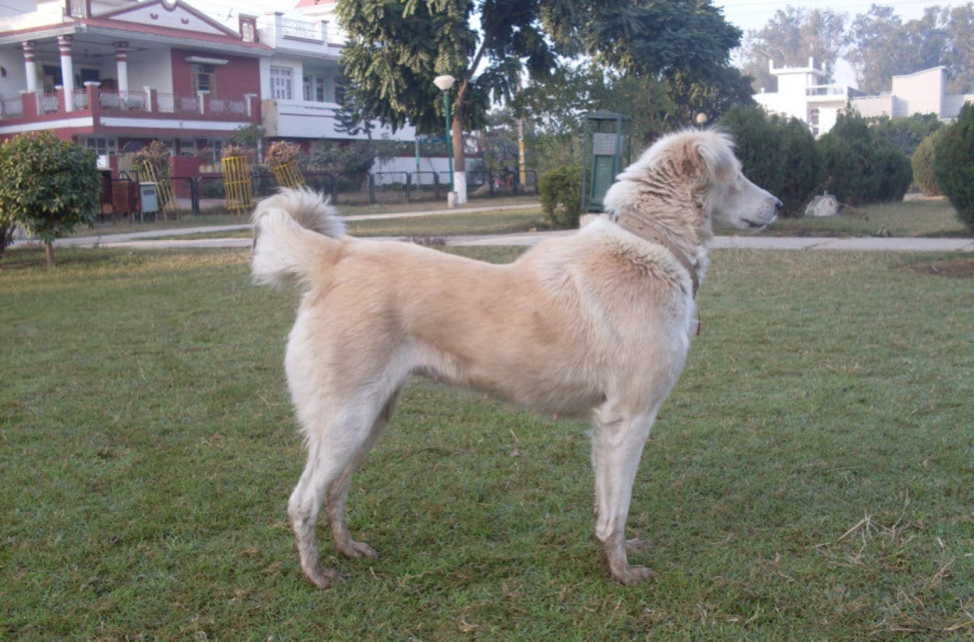 Köpeklerin Vücut Dilini Okumak - Köpeklerin Vücut Dilini Okumak Dürüst olalım, herkes köpeğiyle iletişim kurabilmeyi ister. Ne yazık ki, bu göründüğü kadar kolay değildir. Bununla birlikte, evcil hayvan ebeveynleri olarak köpeklerimizin ne düşündüğünü ve hatta ne hissettiğini anlamanın yolları vardır. Köpeğinizin vücut dili, köpeğinizin davranışlarını anlamanın anahtarıdır ve aynı zamanda siz ve yavrunuz arasındaki bağı güçlendirecektir. İşte köpeğinizi daha iyi