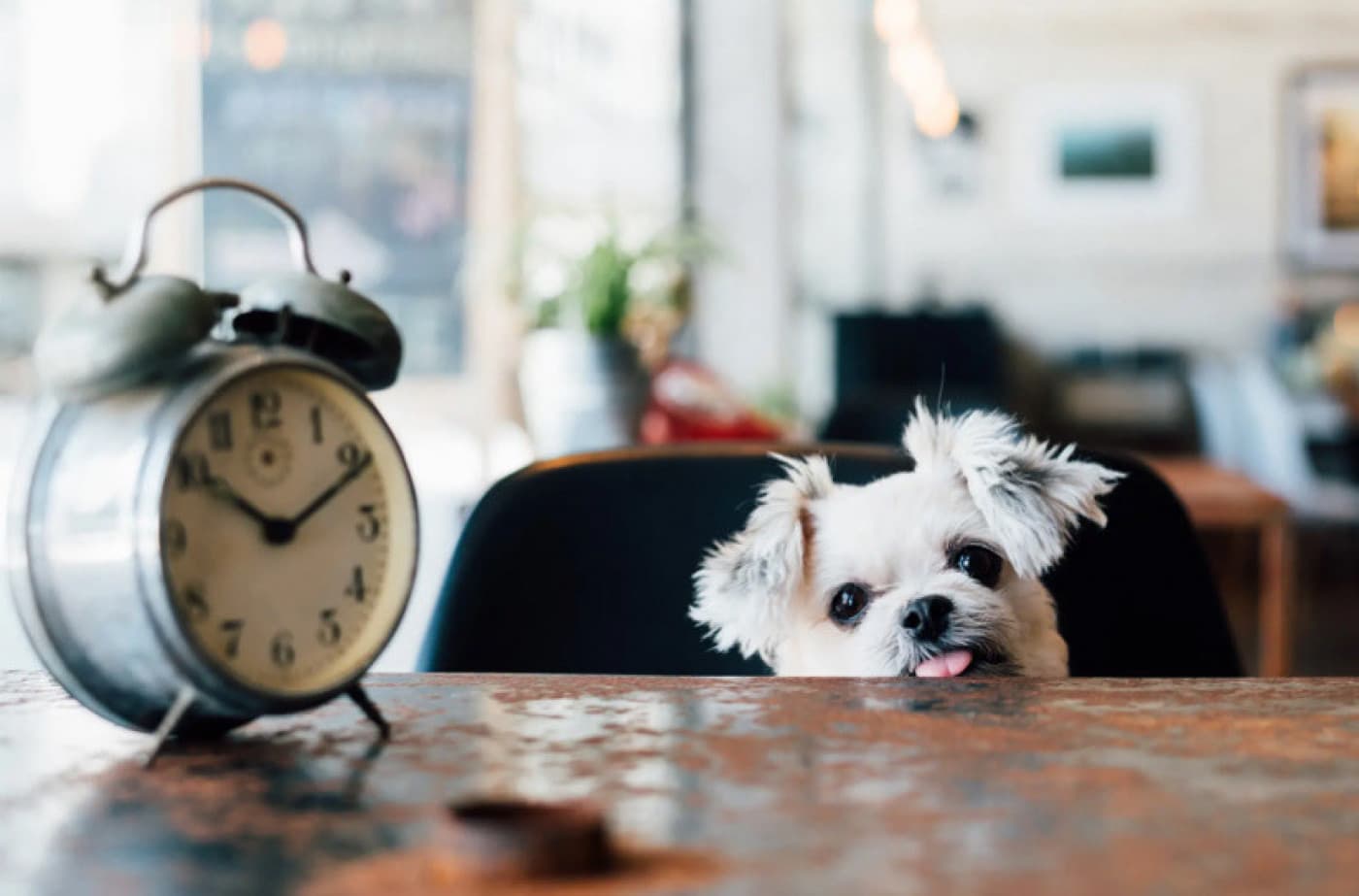 Köpeklerin Zaman Algısı Var Mı? - Köpeklerin Zaman Algısı Var Mı? Zaman algısı hafıza ile bağlantılıdır. Bu nedenle hafıza kaybı (amnezi gibi) yaşayan insanlarda zaman algısının çarpık olması yaygın bir durumdur. Hayvan hafızasının insan hafızasından çok daha basit olduğu düşünülmektedir ve köpeklerin epizodik hafızaları vardır, bu da hayatlarındaki sadece belirli olayları hatırlayabildikleri anlamına gelir. Köpeğiniz, evden çıktığınızı hatırlasa da büyük olasılıkla