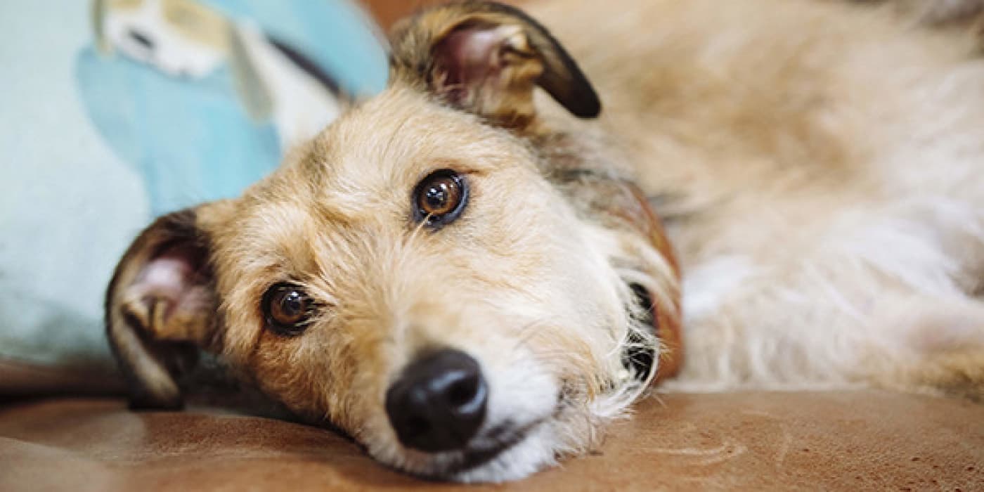 Küçük Irk Köpeklerde Karşılaşılan Hastalıklar - Küçük bir köpeklerde bolca cazibe vardır. Sevimli, kendine has kişiliğe sahip, kucaklanması kolay ve temelde bir dizüstü bilgisayar kadar taşınabilir. Ne yazık ki ne kadar sevimli ve tatlı olsalar da onların da bazı sağlık sorunları mevcut. Küçük ırklar genel olarak büyük ırklardan daha kırılgan olmakla kalmaz, aynı zamanda türlerini orantısız bir şekilde etkileyen birtakım hastalıkları