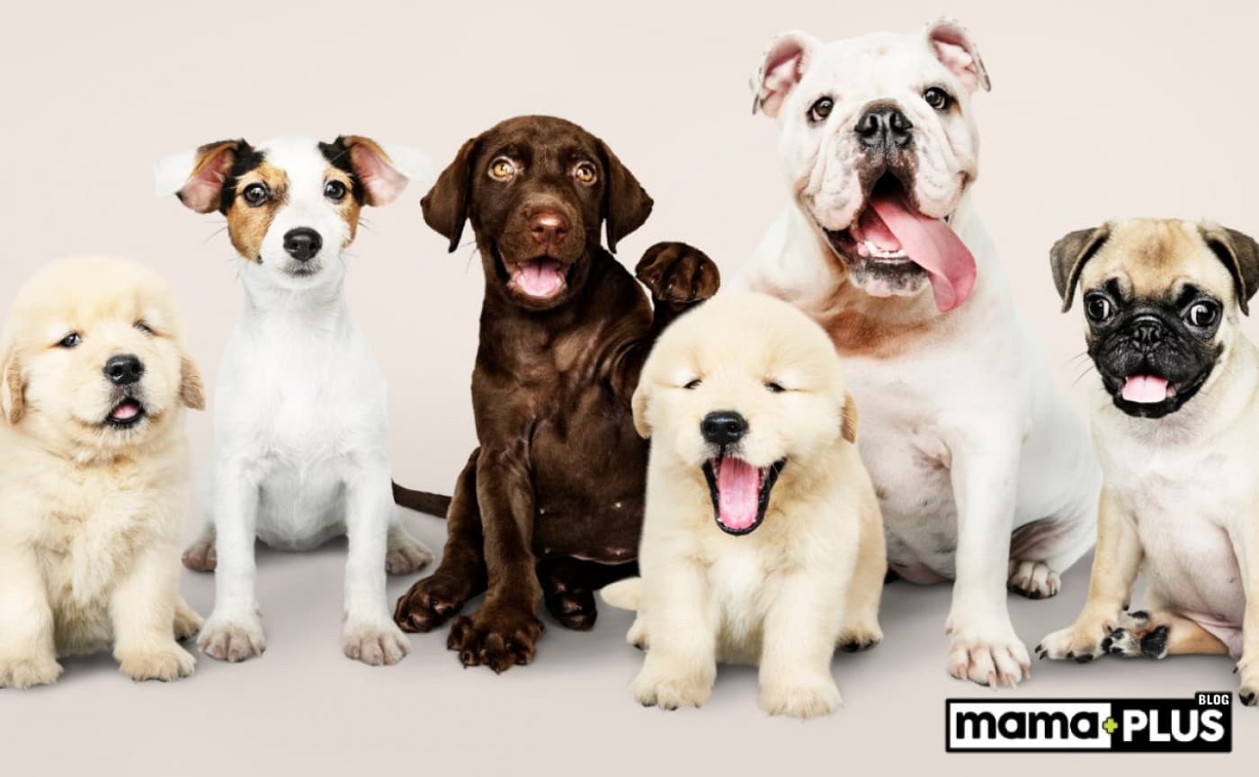 Küçük Köpek Irkları İçin Mama Tavsiyesi - Evde attığı her adımla kalbinize dokunan, ufacık patileriyle sizi takip eden küçük köpekler… Onlar minik olabilir, ama ihtiyaçları ve hassasiyetleri kocaman bir özen ister. Peki, bu minik dostlarımızın doğru ve sağlıklı şekilde beslenebilmesi için nelere dikkat etmeliyiz? Her ırk aynı mı beslenmeli? Yaş farkı beslenmeyi nasıl etkiler? Bu yazıda, küçük köpek ırkları için ideal mama