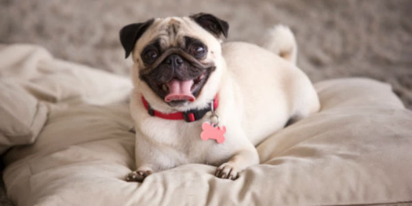 Küçük Köpekler: Sindirim ve Beslenme İhtiyaçları - Küçük cins köpekler, gece gündüz yanınızda olmaktan zevk alan sevimli arkadaşlardır. Dostlarınız büyük köpeklerden biri gibi hissedebilir ama gerçek şu ki, daha küçük sindirim sistemi ve benzersiz metabolizmaları ile büyük köpeklerden farklı beslenme ihtiyaçları vardır. Sadece onlar için tasarlanmış bir mama seçmenin sevimli arkadaşlarımızın sağlığına neden faydalı olduğunu öğrenmek için okumaya devam edin! Küçük Irklı