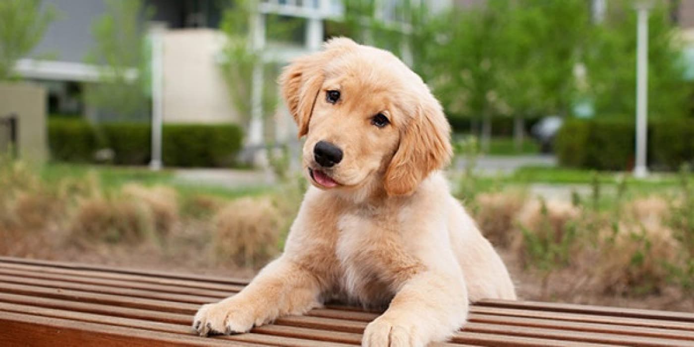 Kulak Akarları - Kulak akarları son derece bulaşıcıdır ve yavru köpeklere genellikle annelerinden bulaşır. Kulak akarları ayrıca kedileri, tavşanları, gelincikleri ve diğer evcil hayvanları da etkiler. Kulak akarları son derece bulaşıcıdır ve yavru köpeklere genellikle annelerinden bulaşır. Kulak akarları ayrıca kedileri, tavşanları, gelincikleri ve diğer evcil hayvanları da etkiler. Bir evcil hayvanın kulak akarı varsa, yeniden enfestasyonu önlemek