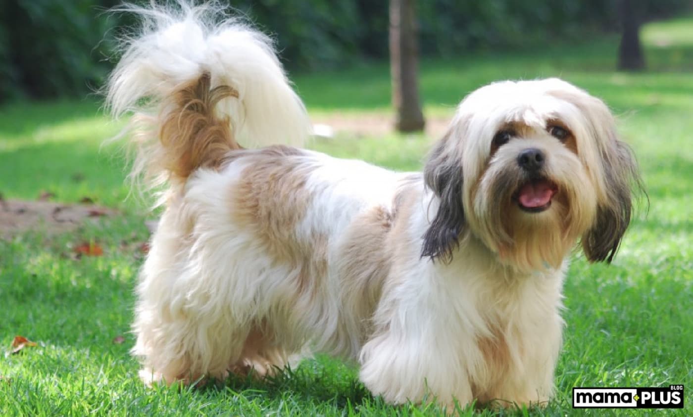 Lhasa Apso Köpek Irkı Özellikleri, Bakımı, Beslenmesi ve Eğitimi - Lhasa Apso, aslen Tibet manastırlarında bekçi köpeği olarak yetiştirilen küçük bir arkadaş cinsidir. Lhasa artık saygı duyulan bir bekçi olmasa da, cins hala dünya çapında sadık bir aile arkadaşı olarak el üstünde tutulmaktadır. Küçük boyutlarına aldanmayın, Lhasa Apso aynı zamanda cesaret doludur! Lhasa Apso’nun mizacı alıngan, kararlı, sadık ve cesurdur. Aslan yürekli kişiliklerine bakılırsa