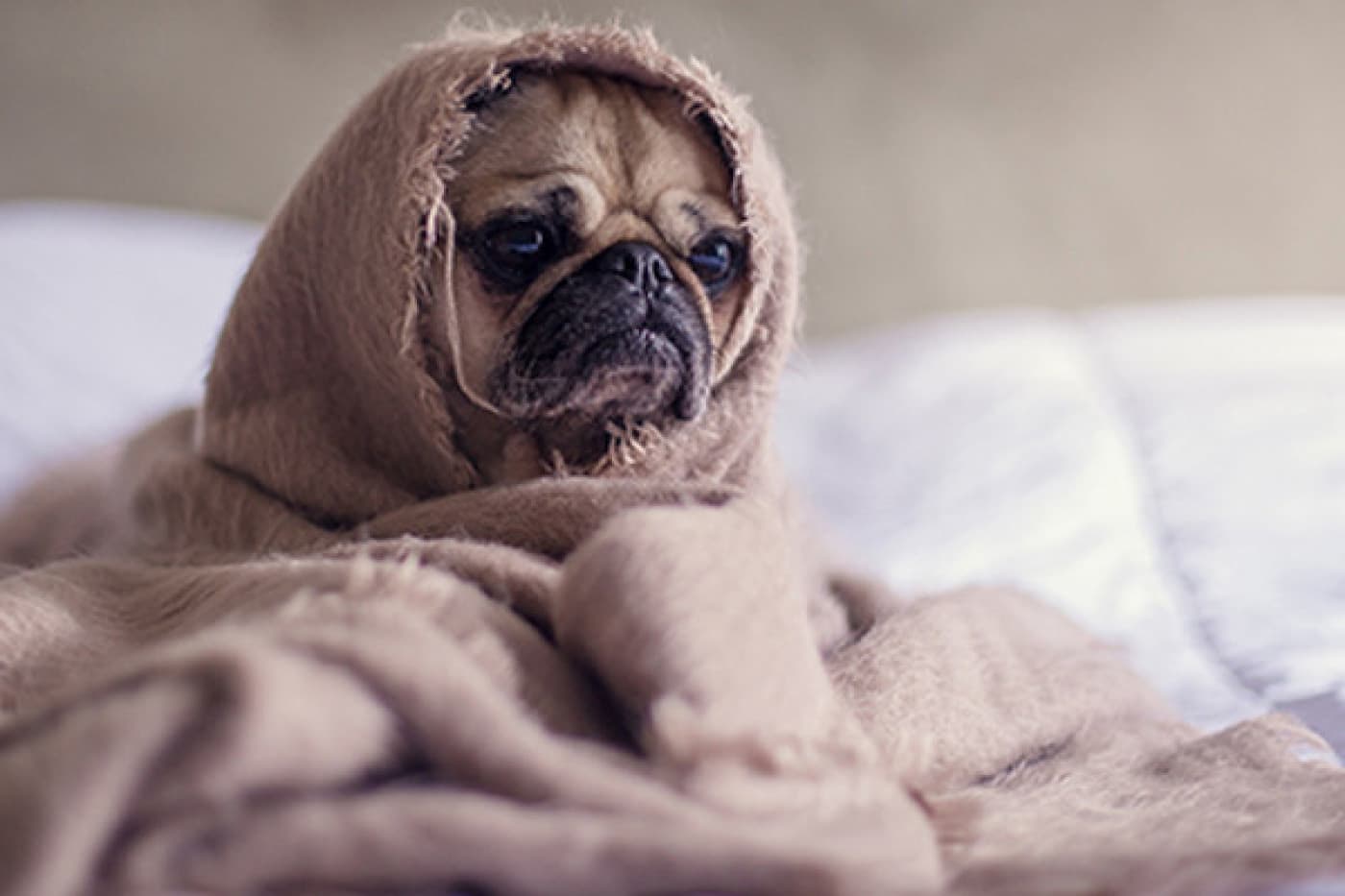 Lyme Hastalığı Olan Bir Köpeği Sahiplenmek - Lyme Hastalığı Olan Bir Köpeği Sahiplenmek Bir Köpeğin Lyme Hastalığı Varsa Ne Anlama Geliyor? Lyme hastalığı, kara bacaklı kene tarafından bulaşan bakteriyel bir hastalıktır . Lyme hastalığı için pozitif test edilen birçok köpekte semptom görülmezken, bazı köpeklerde ateş, bacaklarda topallık, eklem şişmesi, şişmiş lenf düğümleri, iştahsızlık ve uyuşukluk gelişir. İyi haber şu ki, Lyme hastalığı