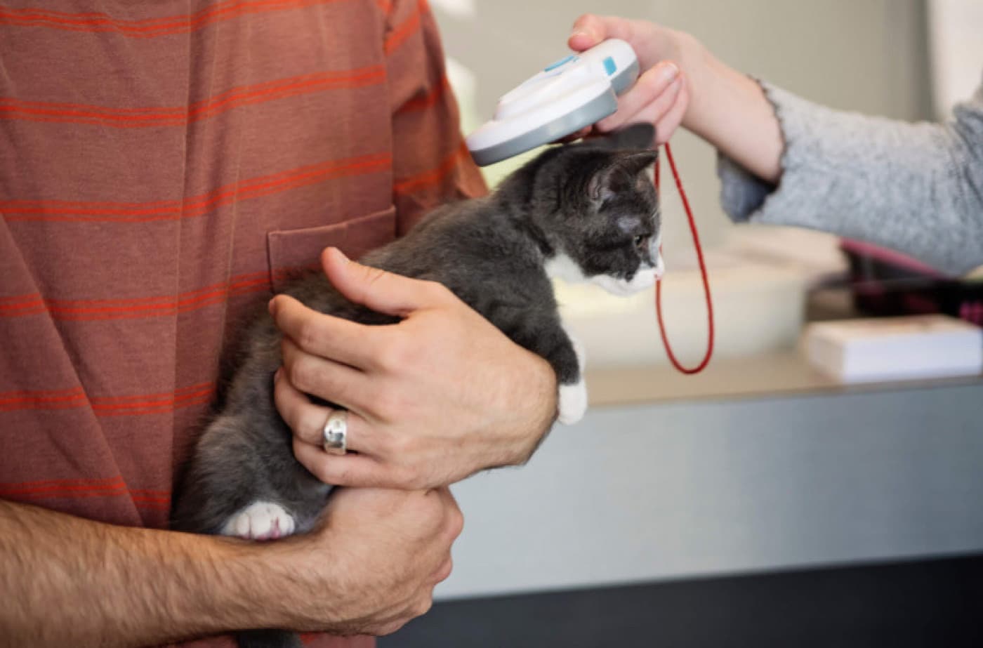 Mikroçipler Evcil Hayvanınızı Nasıl Korur? - Mikroçipler Evcil Hayvanınızı Nasıl Korur? Teknoloji sürekli gelişiyor ve evcil hayvanlarını korumak için sahiplerine daha güvenilir yollar sunuyor. Artık yalnızca tasma etiketlerine güvenmek zorunda değilsiniz. Mikroçipler, sevgi dolu evcil hayvan ebeveynlerine tüylü bebekleriyle yeniden bir araya gelme şansı veriyor. Bu küçük elektronik cihazlar, güvenli, acısız ve tamamen kusursuzdur. Evcil hayvanınıza mikroçip taktırmamanız için hiçbir sebep