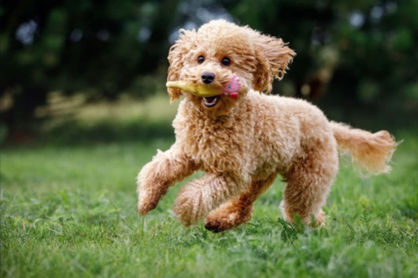Minyatür Poodle (Kaniş) Köpek Irkı Özellikleri, Bakımı, Beslenmesi ve Eğitimi - Minyatür kanişler, Almanya’da ortaya çıkan kıvırcık tüylü, küçük, sportif olmayan köpeklerdir. Standart (en büyük) ve oyuncak (en küçük) ile birlikte üç kaniş boyutundan biridir. Kürkleri, kremsi beyazdan siyah ve ten rengine kadar geniş bir renk ve kombinasyon yelpazesine sahiptir. Bu akıllı, cesur yavruları eğitmek kolaydır ve az tüy döken tüyleri ve minimal kokuları sayesinde alerjisi