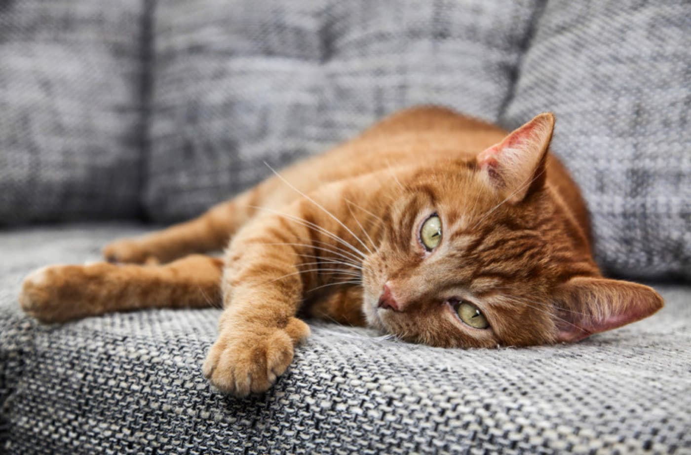 Neden Keskin Sesler Kedilerde Nöbetlere Neden Olabilir? - Neden Keskin Sesler Kedilerde Nöbetlere Neden Olabilir? Kedi sahipleri, tuhaf seslere garip tepkiler verdikleri için kedileriyle dalga geçmeyi severler. Kedilerin tepki olarak geliştirdikleri kas spazmları ve tekrarlayan çiğneme sesleri, duydukları sesleri hoş karşılamadıklarının işaretleridir! Hatta bazı evcil hayvan ebeveynleri, kedilerinin hiçbir neden yokmuş gibi görünen bir şekilde kontrolsüzce seğirdiğini fark edebilir. Anlaşıldığı üzere, seğirmeler tesadüf