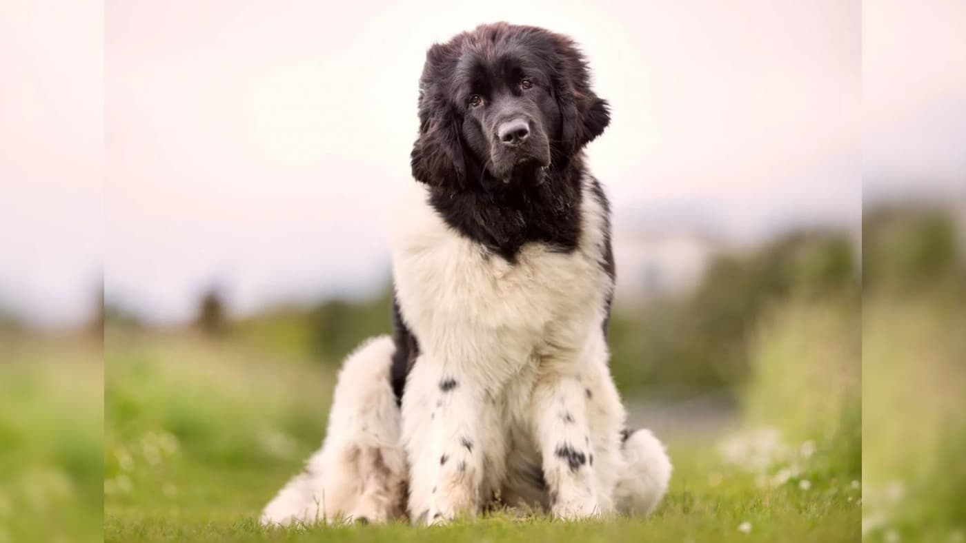 Newfoundlander Köpek Irkı Özellikleri, Bakımı, Beslenmesi ve Eğitimi - Newfoundlander (ya da Newfoundland), iri yapısı, güçlü fiziksel özellikleri ve nazik doğasıyla bilinen etkileyici bir köpek ırkıdır. Tarih boyunca su kurtarma köpeği olarak ün kazanan bu ırk, günümüzde de sadık bir aile dostu ve koruyucu bir görev köpeği olarak popülerliğini korumaktadır. İşte bu eşsiz köpek ırkının özellikleri, tarihçesi, bakımı, fiziksel özellikleri ve beslenme gereksinimleri hakkında