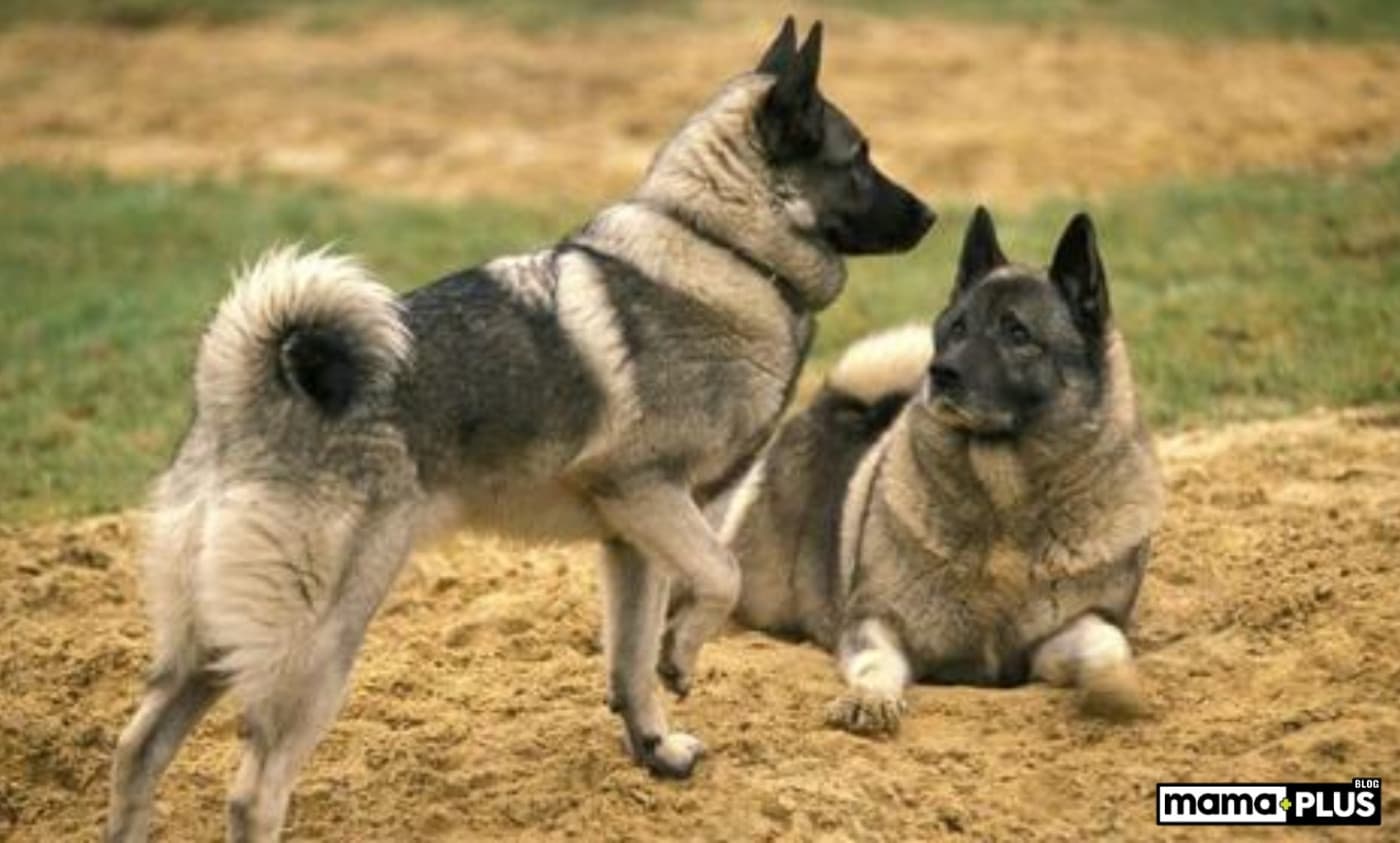 Norveç Elkhound Köpek Irkı Özellikleri, Bakımı, Beslenmesi ve Eğitimi - Kurda benzer çarpıcı bir görünüme sahip olan Norveç Elkhoundu, cesur ruhu ve cesaretiyle bilinen orta ila büyük boy bir köpek ırkıdır. Başlangıçta avcılık, iz sürme ve çobanlık için yetiştirilen bu çok amaçlı köpekler, yüzlerce yıl boyunca İskandinavya halkı için bir değer olmuştur. “Tazı” içeren isimlerine rağmen, bu köpekler aslında Spitz grubunun bir parçasıdır. Atletik ve