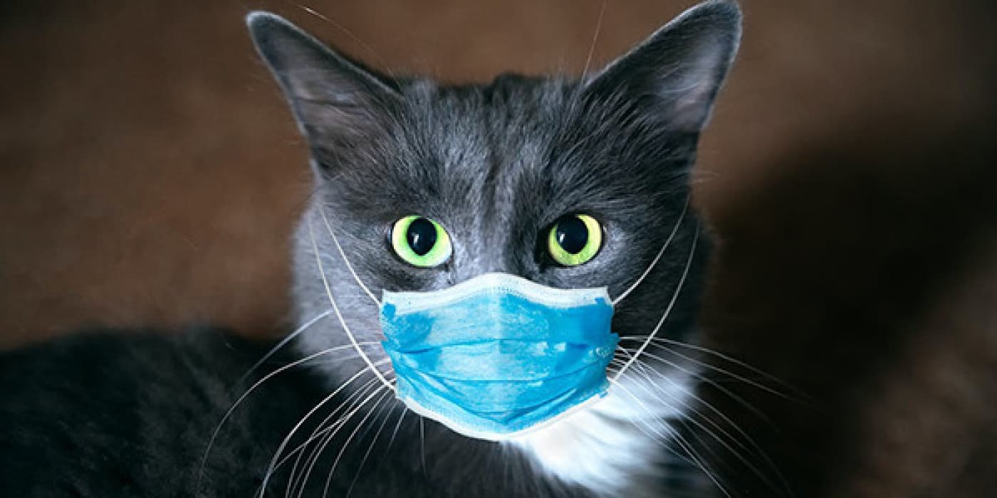 Kedilerde Panlökopeni - Panleukopenia, genellikle kedi distemper olarak adlandırılan, kedilerde görülen viral bir hastalıktır ancak parvovirüsü ile daha yakından ilgilidir. Oldukça bulaşıcıdır ve özellikle yavru kedilerde ölümcül olabilir. Kedilerin rutin olarak aşılandığı hastalıklardan biridir (kombinasyon FVRCP aşılarında “P”). Yavru kedilerde önde gelen ölüm nedenlerinden biri olan panlökopeni, aşı sayesinde çoğunlukla ortadan kaldırılmıştır ve insanlara bulaşıcı değildir. Ancak başıboş