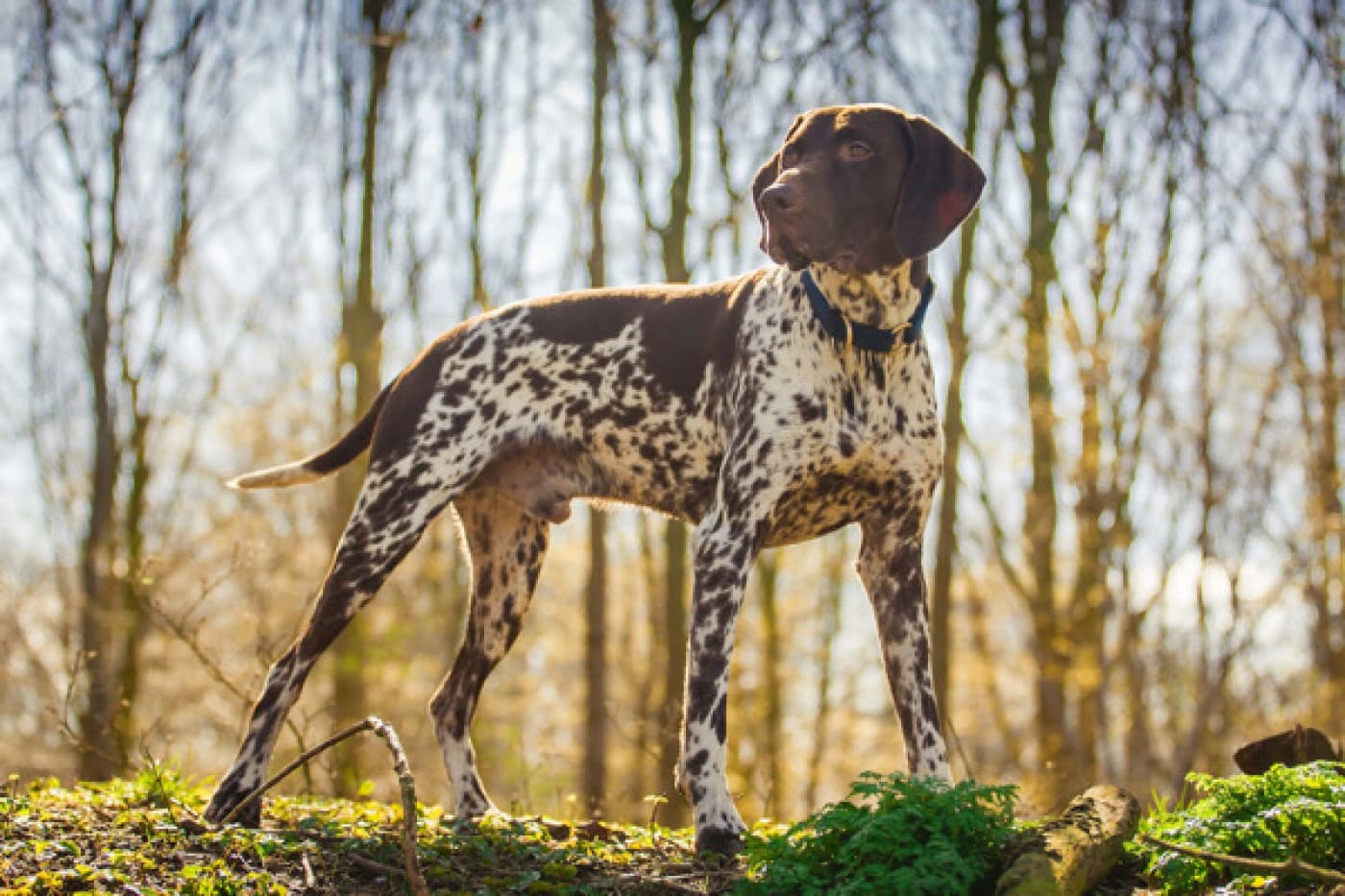 Pointer Köpeği Özellikleri, Bakımı, Beslenmesi ve Eğitimi - Pointer Köpeği: Özellikleri, Bakımı ve Beslenmesi Pointer köpekleri, hız ve zarafeti yüksek dayanıklılıkla birleştiren atletik bir cins olduğu için İngiltere’nin en şık av köpekleri arasındadır. Pointer köpeğinin, 1700’lerde tazı ve tilki tazı ırklarıyla melezlenen İspanyol Pointer’ından türediğine inanılmaktadır. Pointer Hakkında Pointerler avcılık, işaretçilik ve kızaklama becerileri için yetiştirilmiştir. Pointer, özellikle kuşların yerini belirlemede yetenekli olan