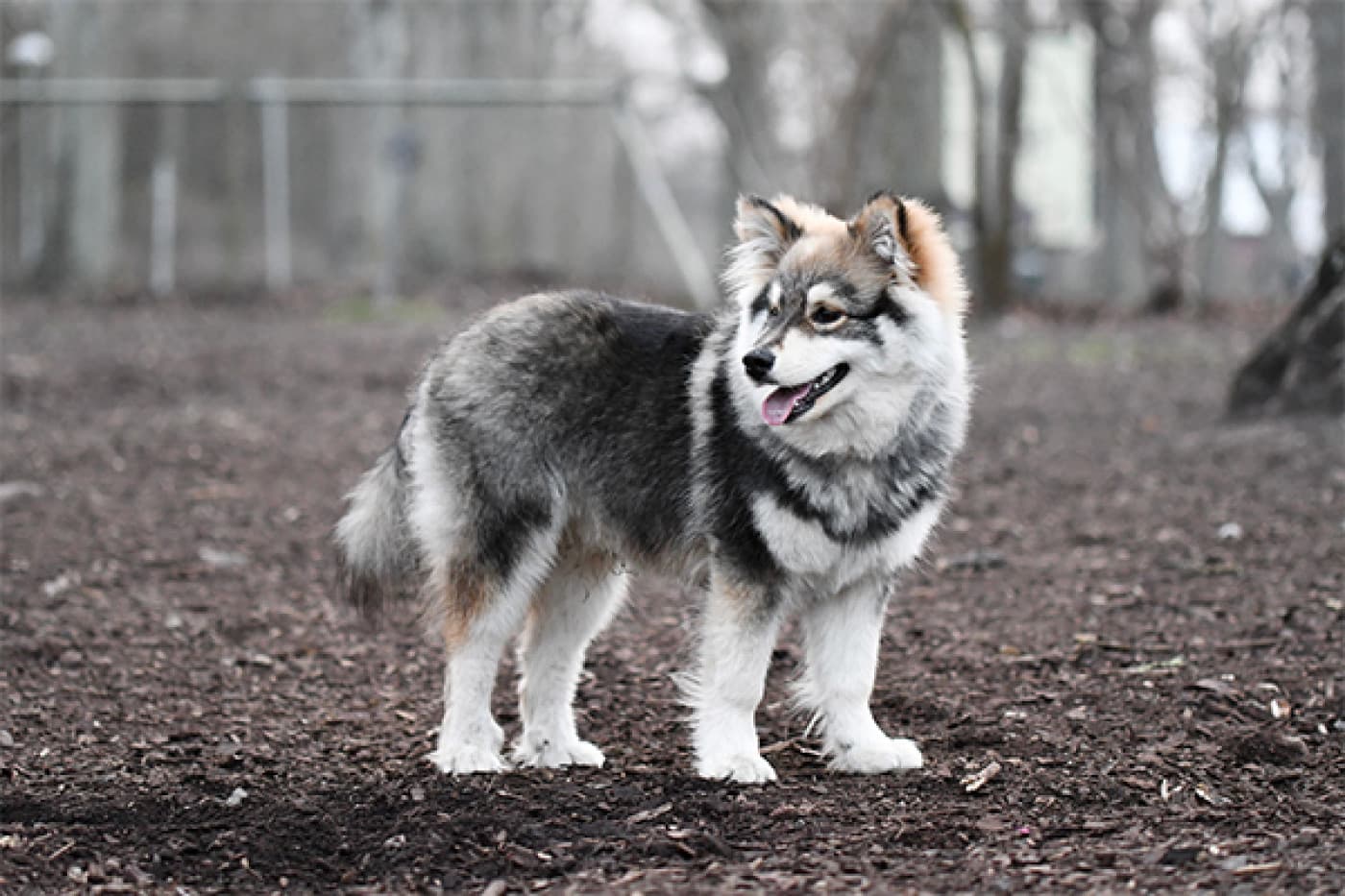 Alaskan Malamute Köpek Irkı Özellikleri, Bakımı, Beslenmesi ve Eğitimi - Alaskan Malamute, güçlü ve dayanıklı yapısıyla bilinen, köklü bir tarihe sahip, büyük ve asil bir köpek ırkıdır. Sıkça karıştırıldığı Sibirya Husky’den farklı olarak, Alaskan Malamute daha iri bir yapıya ve belirgin bir güç kapasitesine sahiptir. Çalışkanlığı ve sadakatiyle bilinen bu köpek ırkı, köpek severler arasında oldukça popülerdir. İşte bu büyüleyici ırkın detaylı incelemesi: Alaskan Malamute