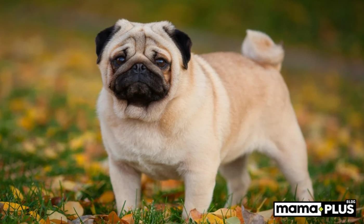 Pug Köpek Irkı Beslenme Rehberi - Küçücük burunları, kırışık yüzleri ve kalpleri eriten bakışlarıyla Pug’lar, sadece sevimlilikleriyle değil, karakterleriyle de gönülleri fetheden köpekler. Ama onların bu sevimli halleri, dengeli ve bilinçli bir beslenme ile mümkün. Bir Pug’un hayatına dokunuyorsanız, onun beslenme alışkanlıklarını doğru yönetmek, sağlıklı ve uzun bir ömür için en büyük hediyeniz olabilir. Pug’ların Metabolizması ve Kilo Eğilimi Pug’lar minik