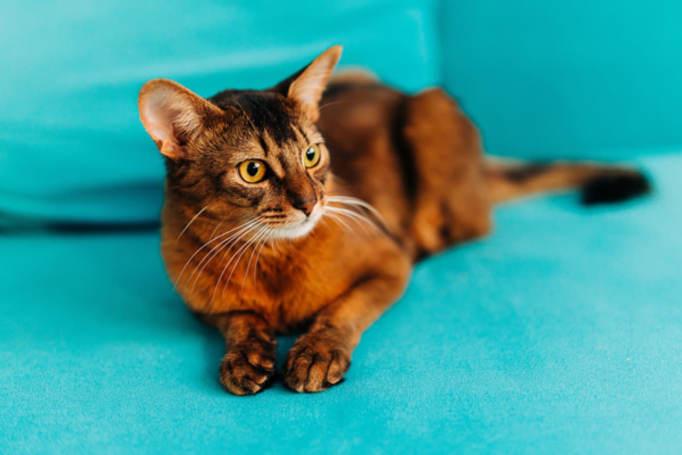 Somali Kedisi Özellikleri, Bakımı, Beslenmesi ve Eğitimi - Somali Kedisi Tarihçesi Somali kedisi, zarif yapısı ve göz alıcı uzun tüyleri ile tanınan, kökeni Habeş (Abyssinian) kedisine dayanan bir ırktır. Somali kedisi aslında, Habeş kedisinin uzun tüylü bir varyasyonudur. 1900’lü yılların başında, Habeş kedilerinin bazı yavrularında doğal bir genetik mutasyon nedeniyle uzun tüyler görülmeye başlamıştır. Ancak bu kediler uzun tüyleri nedeniyle Habeş kedisi standartlarına