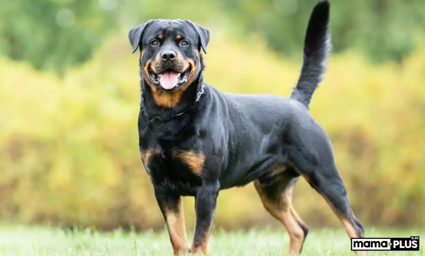 Rottweiler Köpek Irkı Özellikleri, Bakımı, Beslenmesi ve Eğitimi - Rottweiler, “Rottweil kasap köpekleri” anlamına gelen Rottweiler Metzgerhund olarak bilindikleri Almanya’dan gelen büyük bir işçi ırkıdır. İsimlerinden de anlaşılabileceği gibi, bu güçlü köpekler et yüklü arabaları pazara çekmek için kullanılırdı. Bununla birlikte, Rottweiler’ın tarihi daha da eskiye dayanır; Roma İmparatorluğu ile bağları vardır ve burada çoban ve bekçi köpeği olarak kullanılmışlardır. Günümüzde Rottweiler cinsi köpekler,