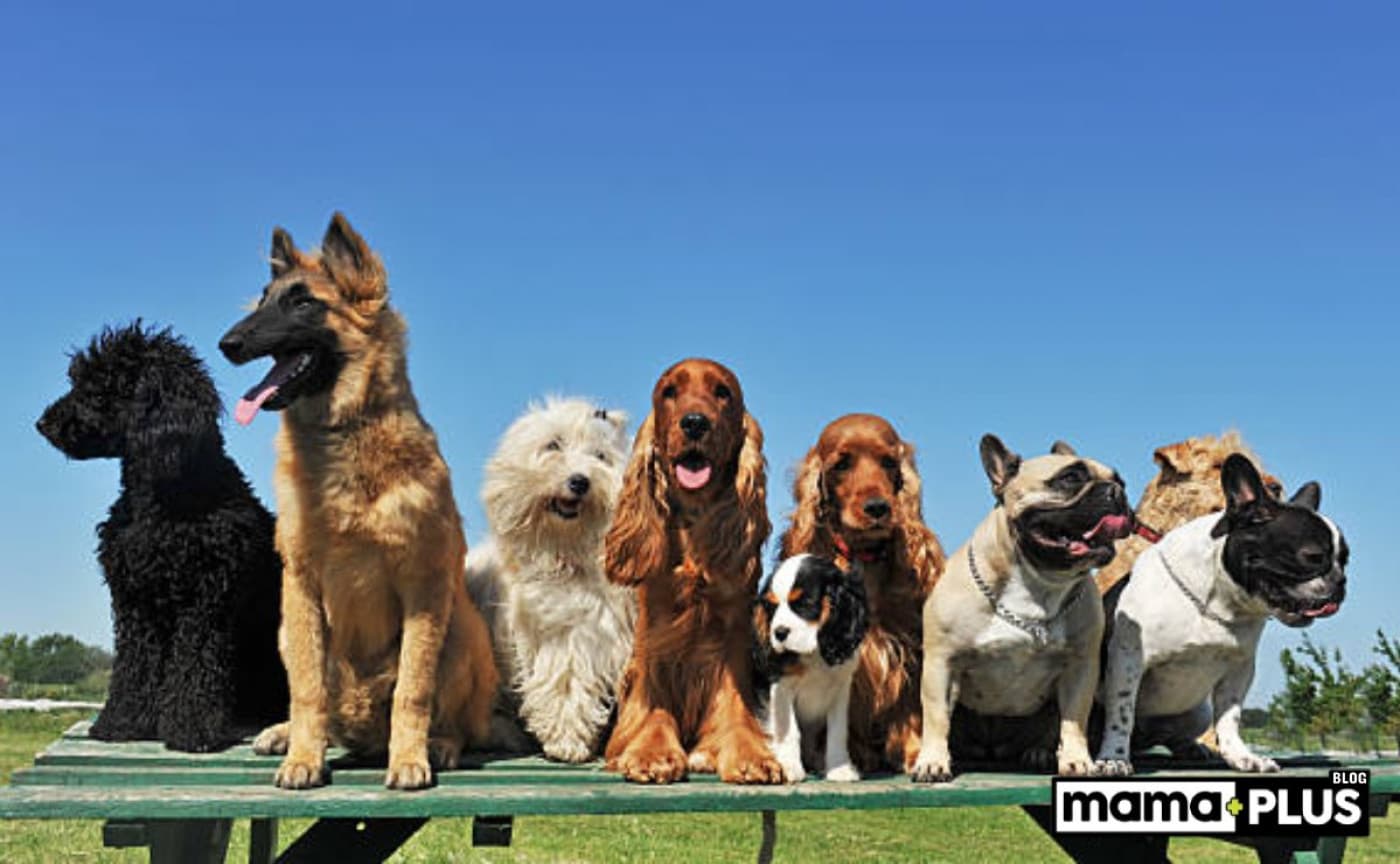 Safkan Köpek Irkları İçin Mama Tavsiyesi - Onlar sadece birer hayvan değil; karakterleriyle, duruşlarıyla adeta bir kimlik taşıyorlar. Safkan köpek ırkları, yıllar içinde seçilerek oluşturulmuş özel genetik yapılarıyla, hem güzellikleri hem de bazı hassasiyetleriyle tanınır. Bu nedenle beslenmeleri de her köpekten farklı bir özen ister. Peki, bu özel dostlarımız nasıl beslenmeli? Onların yaşına, kilosuna ve özelliklerine göre mama seçimini nasıl yapmalıyız? Bu