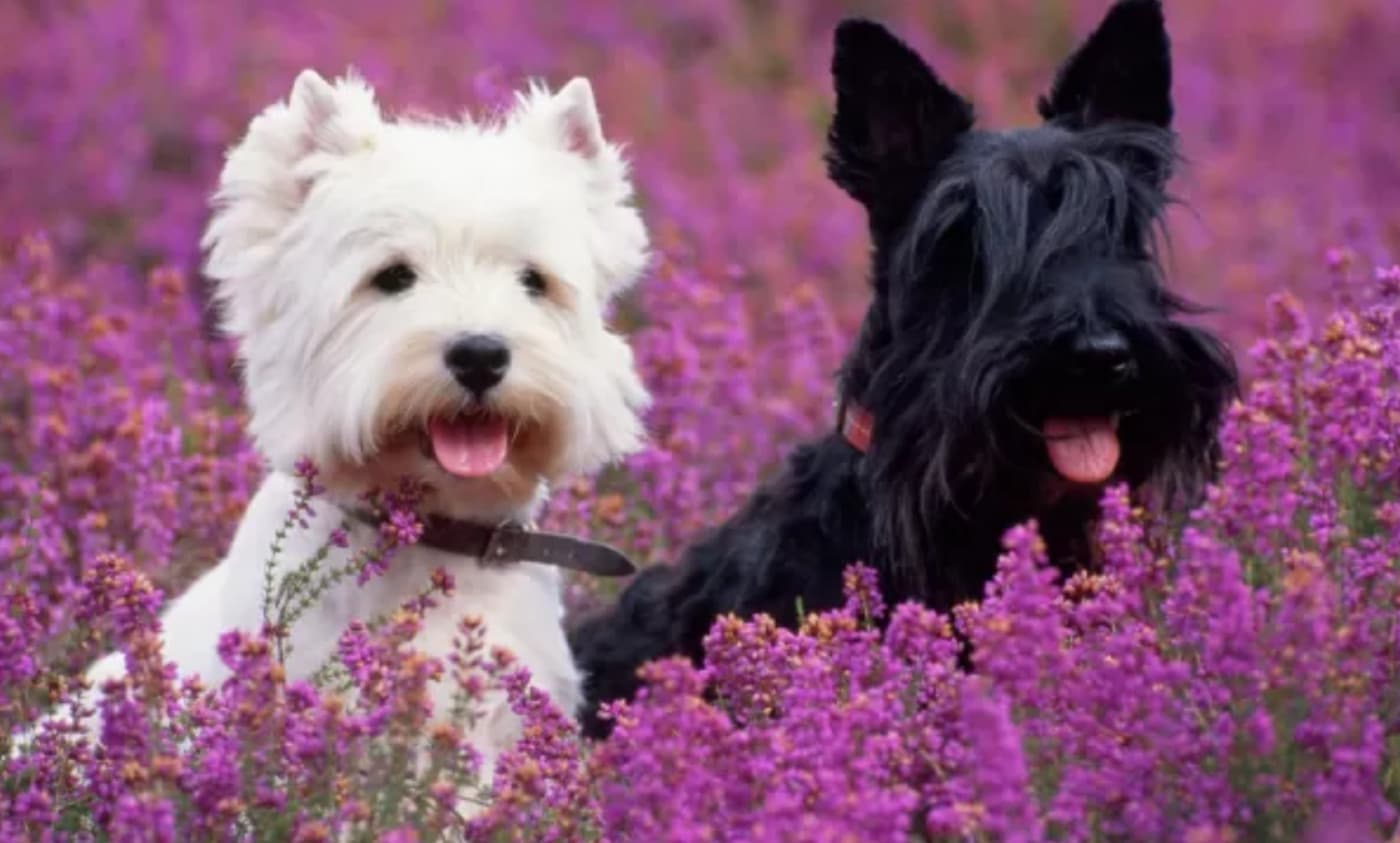 Scottish Terrier Köpek Irkı Özellikleri, Bakımı, Beslenmesi ve Eğitimi - Scottish Terrier, ya da sevgiyle anılan adıyla “Scottie”, kendine özgü karakteri, asil duruşu ve cesur kişiliğiyle dikkat çeken bir köpek ırkıdır. Eğer hayatınıza bir Scottie katmayı düşünüyorsanız veya zaten bir Scottie dostunuz varsa, bu yazı tam size göre! Şimdi gelin, bu muhteşem ırkı daha yakından tanıyalım. Scottish Terrier Köpek Irkı Tarihçesi – Kökeni Scottish Terrier,