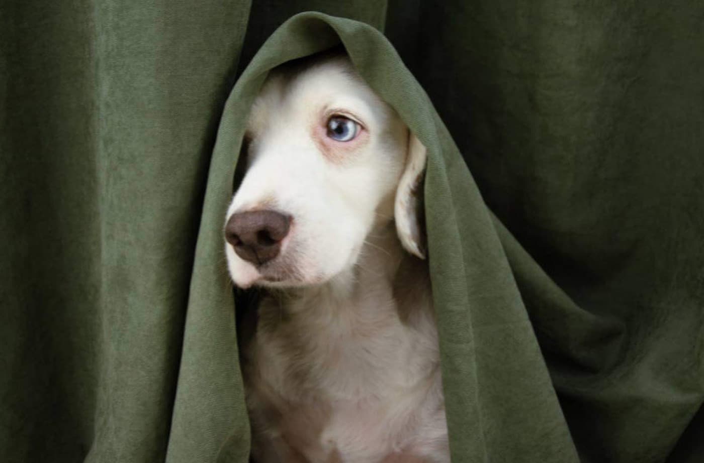 Sessiz Köpekler: Beden Dili Ve Yüz İfadeleri Nasıl Yorumlanır? - Sessiz Köpekler: Beden Dili Ve Yüz İfadeleri Nasıl Yorumlanır? Köpek iletişimi ve beden dili, köpeğinizi anlamanın önemli bir parçasıdır. Köpekler beden dili, sesleri ve kokuları aracılığıyla iletişim kurarlar. Köpek dili, köpeklerin niyetlerini, duygularını ve ihtiyaçlarını iletmek için vücutlarını kullandıkları sözsüz bir iletişim biçimidir. Köpekler yüz ifadeleri, kulak pozisyonları, kuyruk pozisyonları ve hareketleri ve daha fazlası