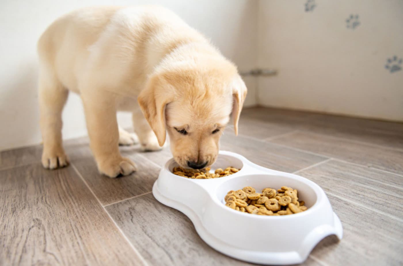 Sevimli Dostunuz İçin Doğru Mamayı Nasıl Seçersiniz? - Sevimli Dostunuz İçin Doğru Mamayı Nasıl Seçersiniz? Evcil hayvanınız için doğru mamayı seçmek, en önemli konuların başında gelmektedir. Doğru mama seçimi, sevimli dostunuz ile geçireceğiniz vaktin kalitesini arttıracağı gibi birlikte geçireceğiniz süreyi de uzatacaktır. Burada evcil hayvan sahiplerinin dikkat etmesi gereken ilk konu, ekonomik ya da ucuz mamaların uzun vadede sevimli dostlarına ne gibi zararlar