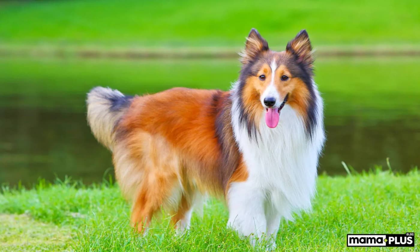 Shetland Sheepdog (Shetland Çoban Köpeği) Özellikleri, Bakımı, Beslenmesi ve Eğitimi - Sevgiyle “Sheltie” olarak bilinen Shetland Çoban Köpeği, İskoçya’dan gelen küçük ila orta boy bir çoban ırkıdır. Aslen Shetland Adaları’nda koyun gütmek için yetiştirilen bu cins, güçlü iş ahlakını ve keskin içgüdülerini korumaktadır. Sheltieler, samur, siyah ve mavi merle gibi çeşitli renklerde olan ve genellikle beyaz ve ten rengi işaretlerle vurgulanan uzun, yoğun çift kürkleriyle