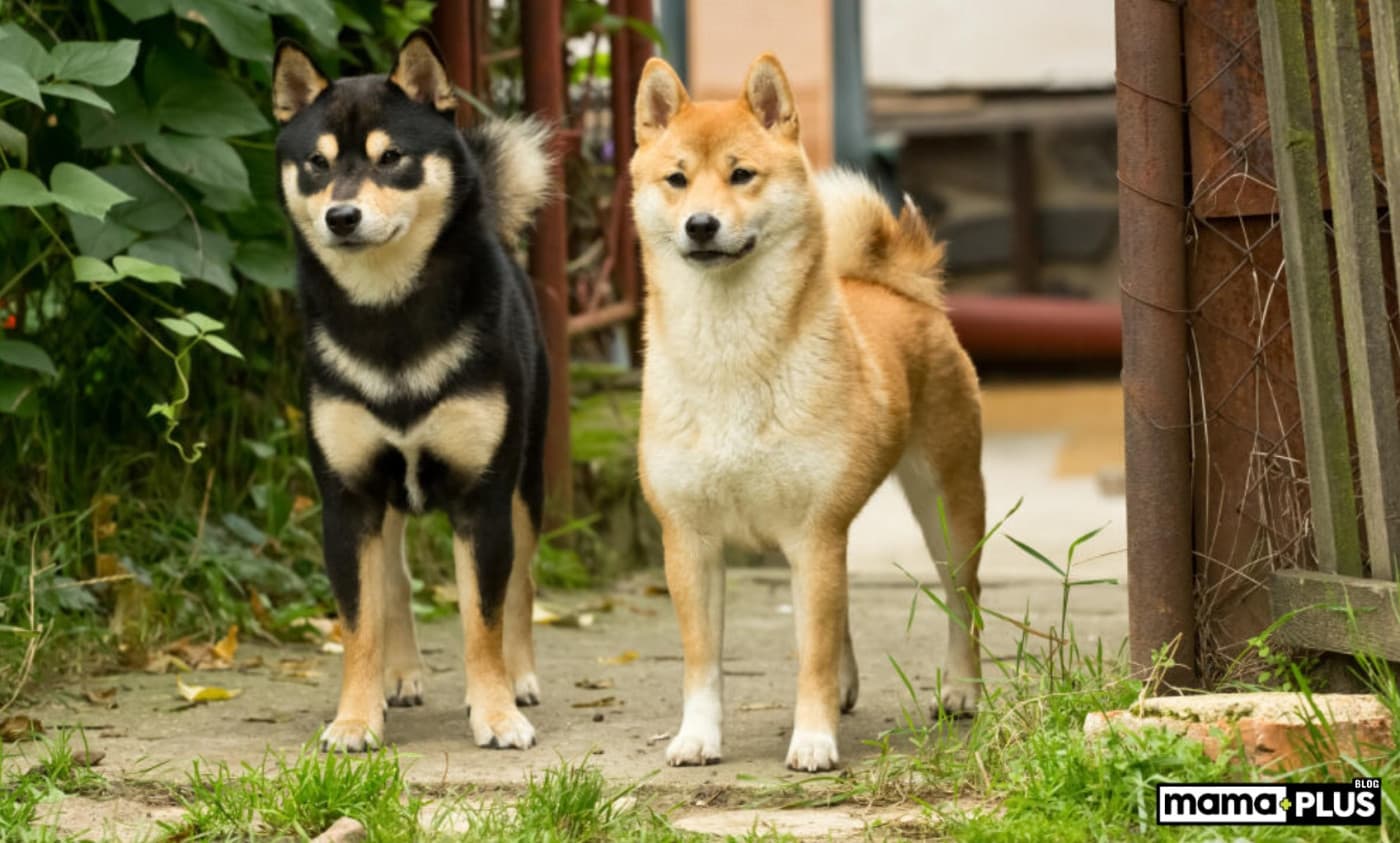 Shiba Inu Köpek Irkı Özellikleri, Bakımı, Beslenmesi ve Eğitimi - Shiba Inu mizacı, çekicilik, uyanıklık ve korkusuzluk ile karakterize edilir. Enerjik olsalar bile, sahipleriyle birlikte kanepeye kıvrılmaktan da son derece memnundurlar. Bolca ilgi gösterebilecek bireyler için harika evcil hayvanlar olurlar. Bununla birlikte, anksiyeteye yatkın olabileceklerini ve çocuklu evler veya ayrılık anksiyetesine yatkın olanlar için her zaman uygun olmayabileceklerini unutmamak önemlidir. Shiba Inu Kişiliği İyi