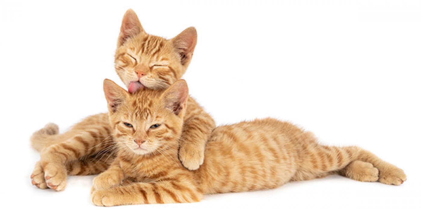 Taurin: Kedinizin Sağlığı İçin Gerekli Amino Asit - Taurin: Kedinizin Sağlığı İçin Gerekli Amino Asit Bir çanta veya kedi maması kutusu üzerindeki küçük baskıya yakından baktıysanız, muhtemelen taurinin içerik listesinde olduğunu fark etmişsinizdir. Taurin, evcil hayvanınızın sağlıklı kalmasına yardımcı olan ve çeşitli ciddi sağlık sorunlarını önleyen bir amino asittir. Amino Asitler Ne Yapar? Amino asitler, vücut hücrelerinin, insan ve kedi vücudunun her bölümünün