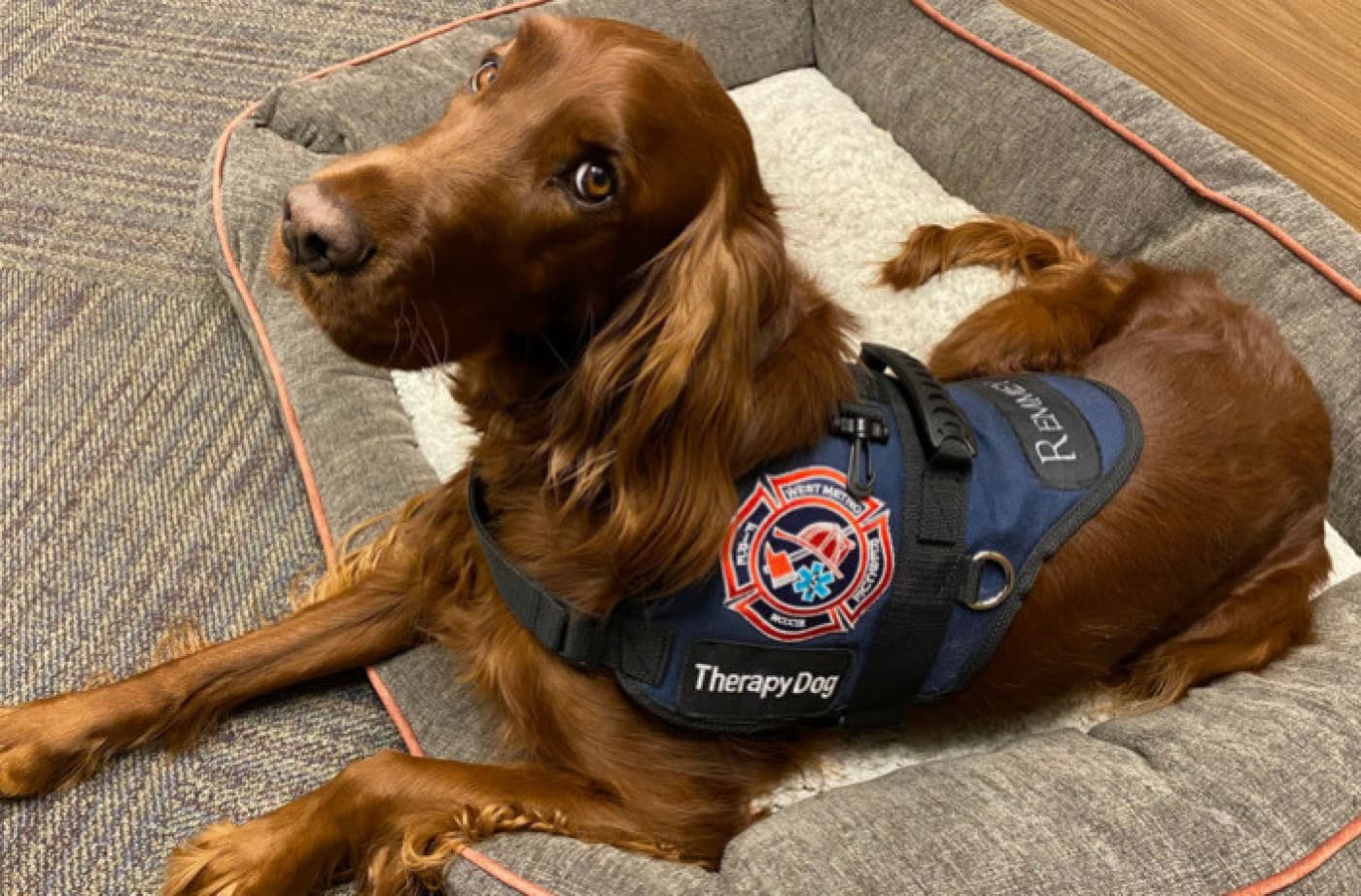 Terapi Köpekleri Öğrencilerin Zihinsel ve Fiziksel Sağlığını Nasıl Etkiler? - Terapi Köpekleri Öğrencilerin Zihinsel ve Fiziksel Sağlığını Nasıl Etkiler? İnsanlar ve köpekler arasındaki ilişki yüzyıllar öncesine dayanır. Köpekler, uzun zamandır en iyi yoldaşlarımızdır. Evcilleştirme ve doğal seçilim yoluyla, bizimle olan etkileşimlerinde giderek daha yetenekli hale gelmişlerdir. Arkadaşlık ve koruma rollerine ek olarak, köpeklerin zihinsel ve fiziksel sağlığımızı iyileştirme yeteneğine sahip oldukları tespit edilmiştir. Araştırmalar, terapi evcil