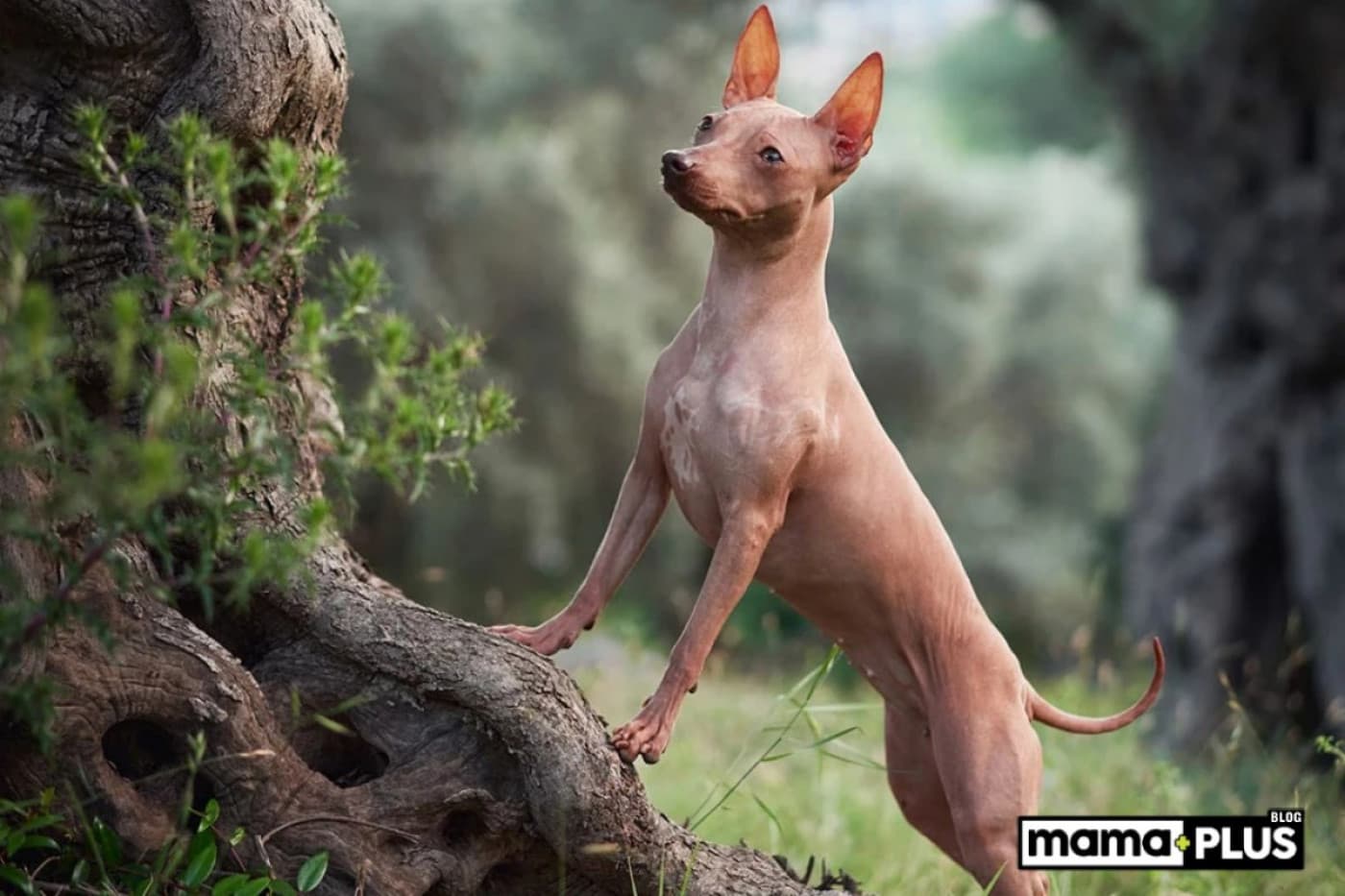 Tüysüz Köpek Irkları İçin Mama Tavsiyesi - Tüysüz köpekler, sadece görünümleriyle değil, bakım ve beslenme ihtiyaçlarıyla da farklılaşırlar. Bu zarif dostlar, çoğu zaman hassas cilt yapılarıyla dikkat çekerler ve bu durum beslenmelerine özel bir özen gerektirir. Evlerimizin en özel bireylerinden biri haline gelen tüysüz dostlarımız için doğru mama seçimi, hem genel sağlıkları hem de yaşam kaliteleri için kritik önem taşır. İşte tüysüz