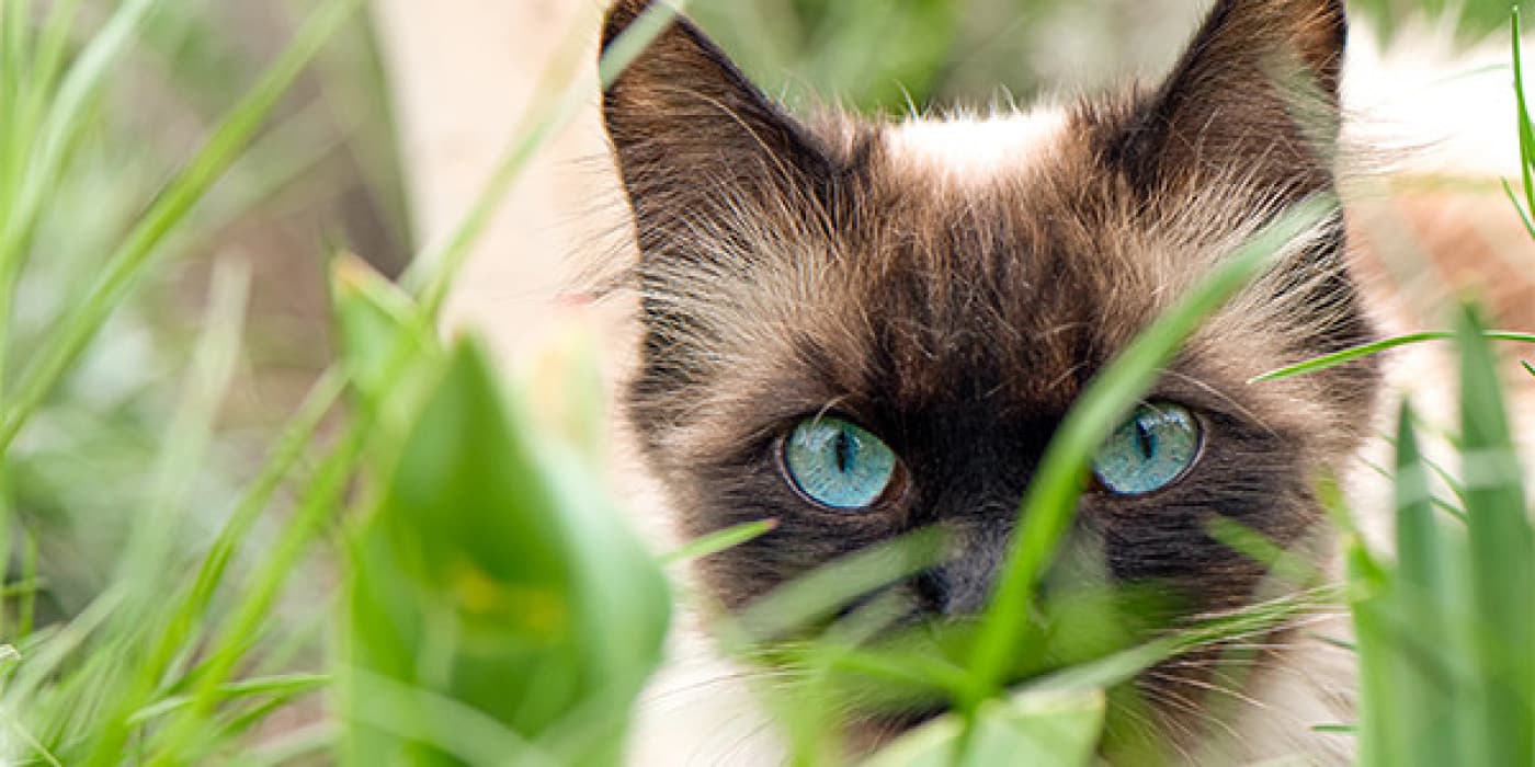 Utangaç veya Korkan Kediler - Kedilerin tanımadıkları insanlardan korkması nadir değildir. Ailelerine karşı sevecen ve sakin olabilirler ancak diğer insanlar ziyaret ettiğinde korkabilirler. Bunun aşağıdakiler de dahil olmak üzere birkaç nedeni vardır: Maruz kalma eksikliği: Utangaç kediler, yavruyken, özellikle 2 ila 7 haftalıkken, farklı insanlarla temastan yoksun olabilir. Çocuklar gibi sık karşılaşmadıkları belirli insan türlerinden korkabilirler. Korkak kişilik: Korku, hayvanlarda doğal bir