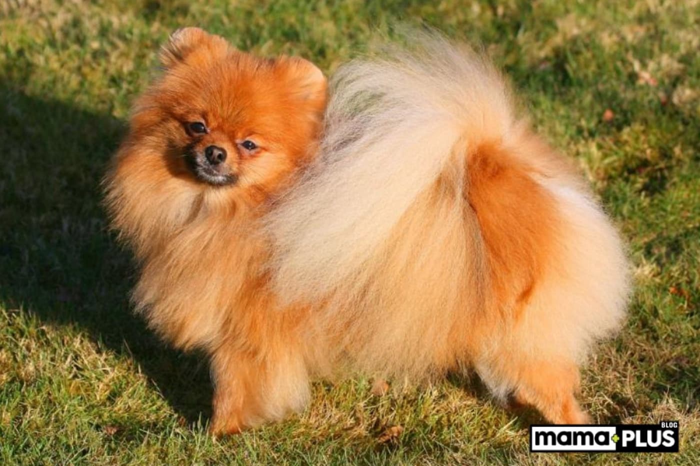 Uzun Tüylü Köpek Irkları İçin Mama Tavsiyesi - Kabarık tüyleriyle dikkat çeken uzun tüylü köpek ırkları, sadece sevimlilikleriyle değil, aynı zamanda özel bakım ihtiyaçlarıyla da öne çıkar. Bu köpeklerin beslenme düzeni, tüy sağlığı kadar genel sağlıklarını da yakından ilgilendirir. Peki, uzun tüylü dostlarımız için nasıl bir mama seçilmeli? 1. Uzun tüylü köpek ırkları nasıl beslenmelidir? Uzun tüylü köpeklerin beslenmesinde, özellikle tüy sağlığına katkı