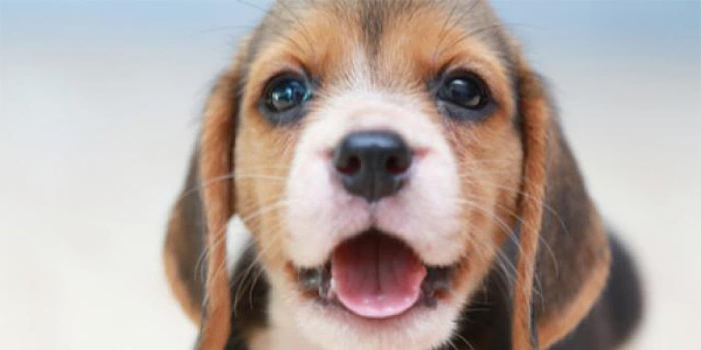 Vajinit - Yavru vajiniti (juvenil vajinit olarak da adlandırılır), ergenliğe ulaşmamış bir yavru köpeğin vajinasının iltihaplanmasıdır. Yavru vajiniti (juvenil vajinit olarak da adlandırılır), ergenliğe ulaşmamış bir yavru köpeğin vajinasının iltihaplanmasıdır. Buna karşılık, yetişkin başlangıçlı vajinit, olgun kısırlaştırılmış dişi köpekleri etkiler. Her iki vajinit formunun nedeni tam olarak anlaşılamamıştır, ancak genellikle kolayca tedavi edilebilen hafif bir durumdur. Vajinit