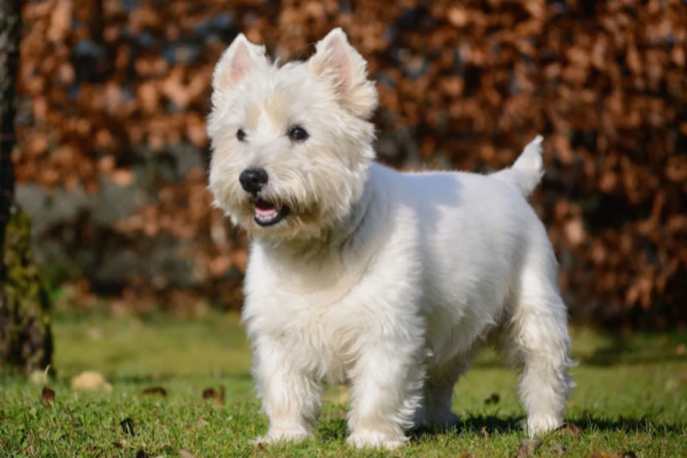 West Highland White Terrier (Westie) Köpek Irkı Özellikleri, Bakımı, Beslenmesi ve Eğitimi - Akıllı, kendine güvenen ve oyun oynarken her zaman eğlenceli olan sevimli West Highland White Terrier (kısaca Westie) 300 yılı aşkın süredir sahiplerini büyülüyor. Bu ufak tefek ama sağlam toprak köpeği, küçük teriyerler arasında en popüler olanlardan biridir. Omuz hizasında ortalama 25 cm boyunda, koyu renkli delici gözleri, kompakt vücudu ve keyifle sallanan havuç şeklindeki kuyruğu