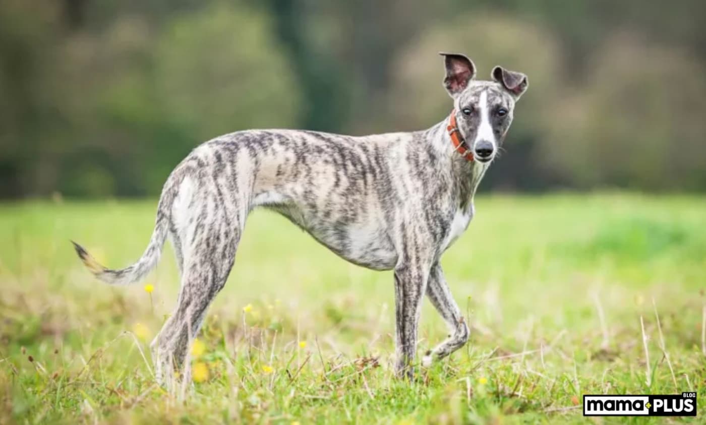 Whippet Köpek Irkı Özellikleri, Bakımı, Beslenmesi ve Eğitimi - Whippet, yarışlardaki hızı ve bir arkadaş olarak nazik doğasıyla bilinen hızlı ve zarif bir köpek ırkıdır. İngiltere’de koşu yarışları için yetiştirilen bu köpekler, şık bir kürke, ince bir yapıya ve hareketli nesneleri kovalamaya yönelik güçlü bir eğilime sahiptir. Yarıştaki hünerlerine rağmen, orta düzeyde egzersiz yapmaktan memnun olurlar ve kısa süreli oyunlardan hoşlanırlar. Arkadaş canlısı mizaçları
