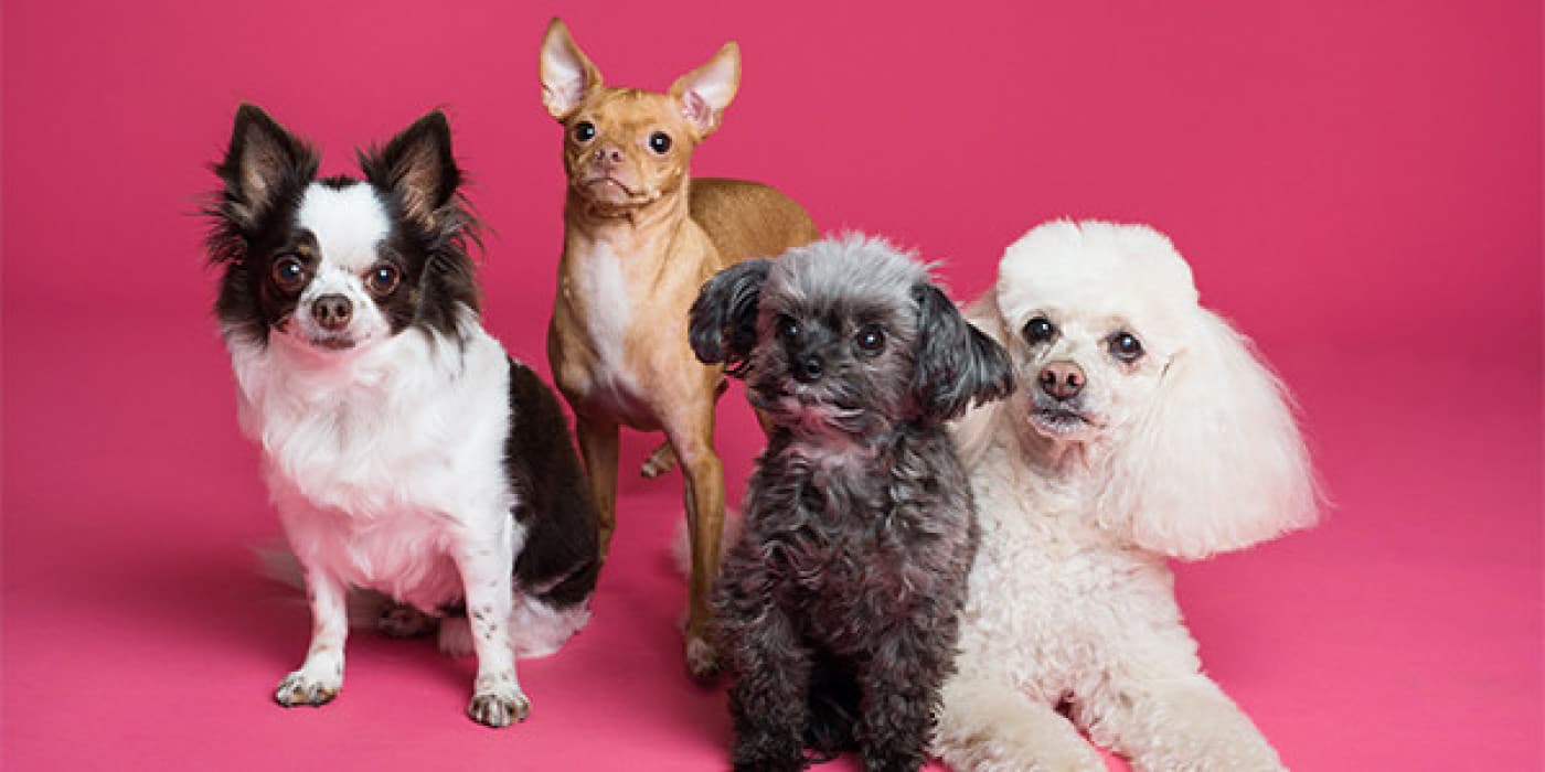 Yakutian Laika Köpek Irkı Özellikleri, Bakımı, Beslenmesi ve Eğitimi - Yakutian Laika, Rusya’da yüzyıllardır kızak köpeği, av köpeği ve her yönden aile arkadaşı olarak ödüllendirilen nadir bir spitz cinsidir. Spitz ırkları (bazen Kuzey ırkları olarak adlandırılır), kama biçimli bir kafa, üçgen biçimli dik kulaklar, arkaya doğru kıvrılan uzun kuyruk ve kalın çift kürkleri dahil olmak üzere karakteristik kurt benzeri görünümleriyle bilinen bir köpek türüdür. Yakutian