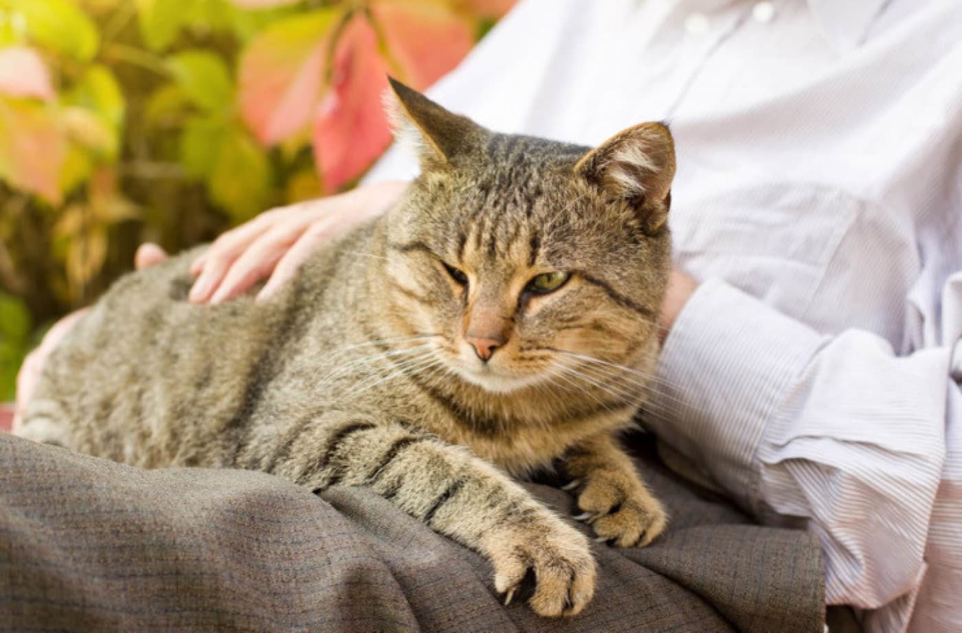 Yaşlı Kedilerde Görülen Hastalıklar - Yaşlı Kedilerde Görülen Hastalıklar 10 yaş üstü olan kedilerin yaşlandıkça çeşitli hastalıkları olması ve bedensel fonksiyonlarının etkinliğini yitirmesi mümkündür. Ancak bu sık görülen rahatsızlıklar, doğru diyet, tıbbi destek ve ortam değişikliklerinin uygun bir birleşimi ile hafifletilebilir. Kaynağı, belirtileri ve tedavisi farklı olabilir; ancak yaşlı kedilerde görülebilecek hastalıklar ile ilgili önceden bilgi edinmekte ve hazırlıklı olmakta
